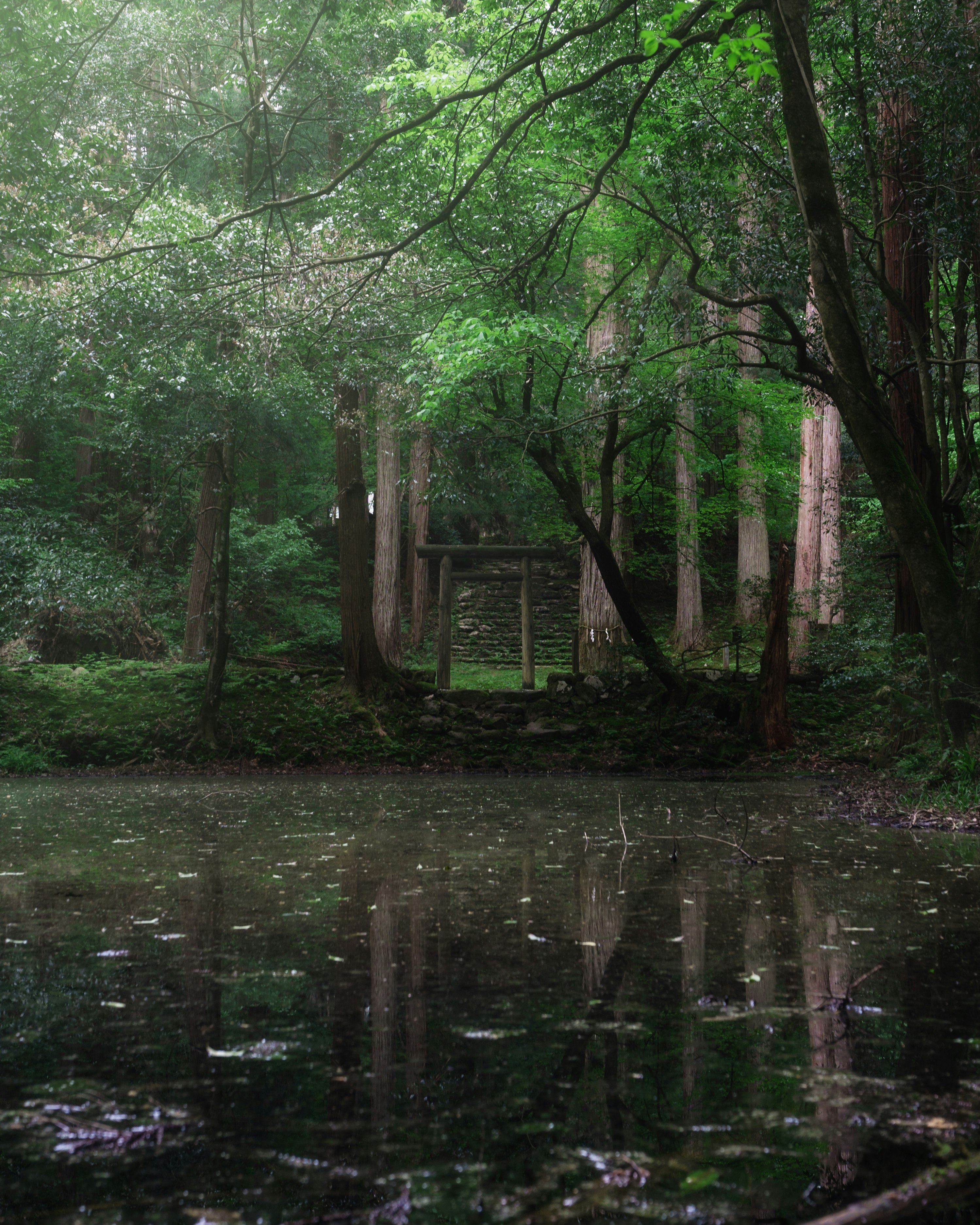 森の小川に映る木々の静かな風景