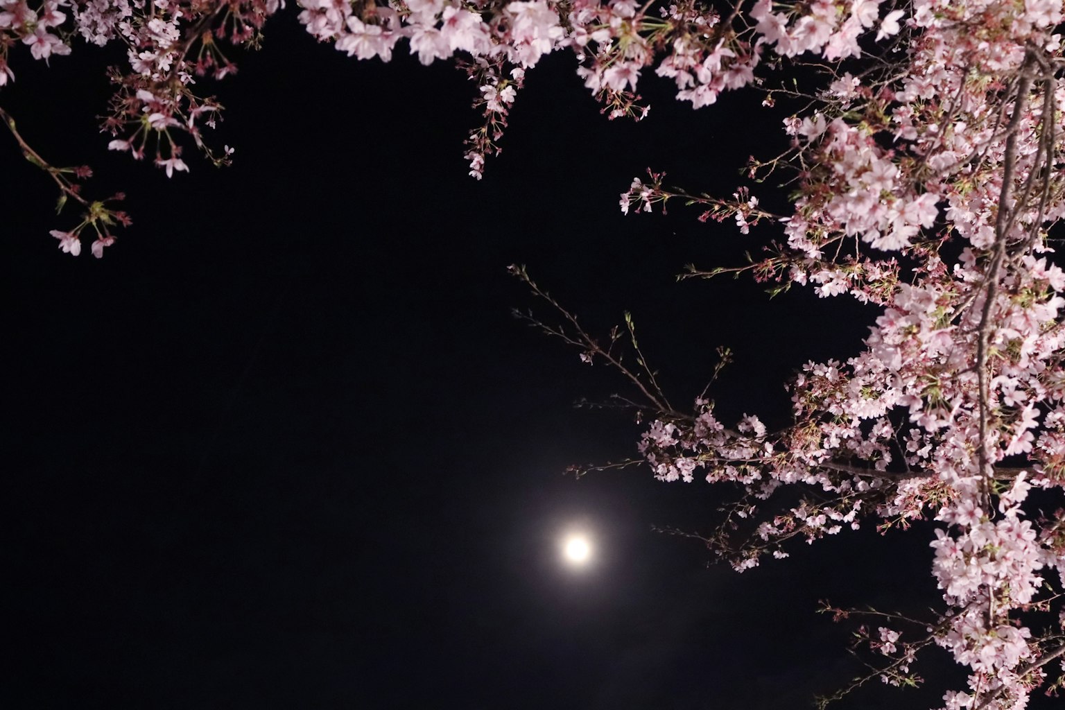 夜空中满月与樱花相映成趣的美丽景色