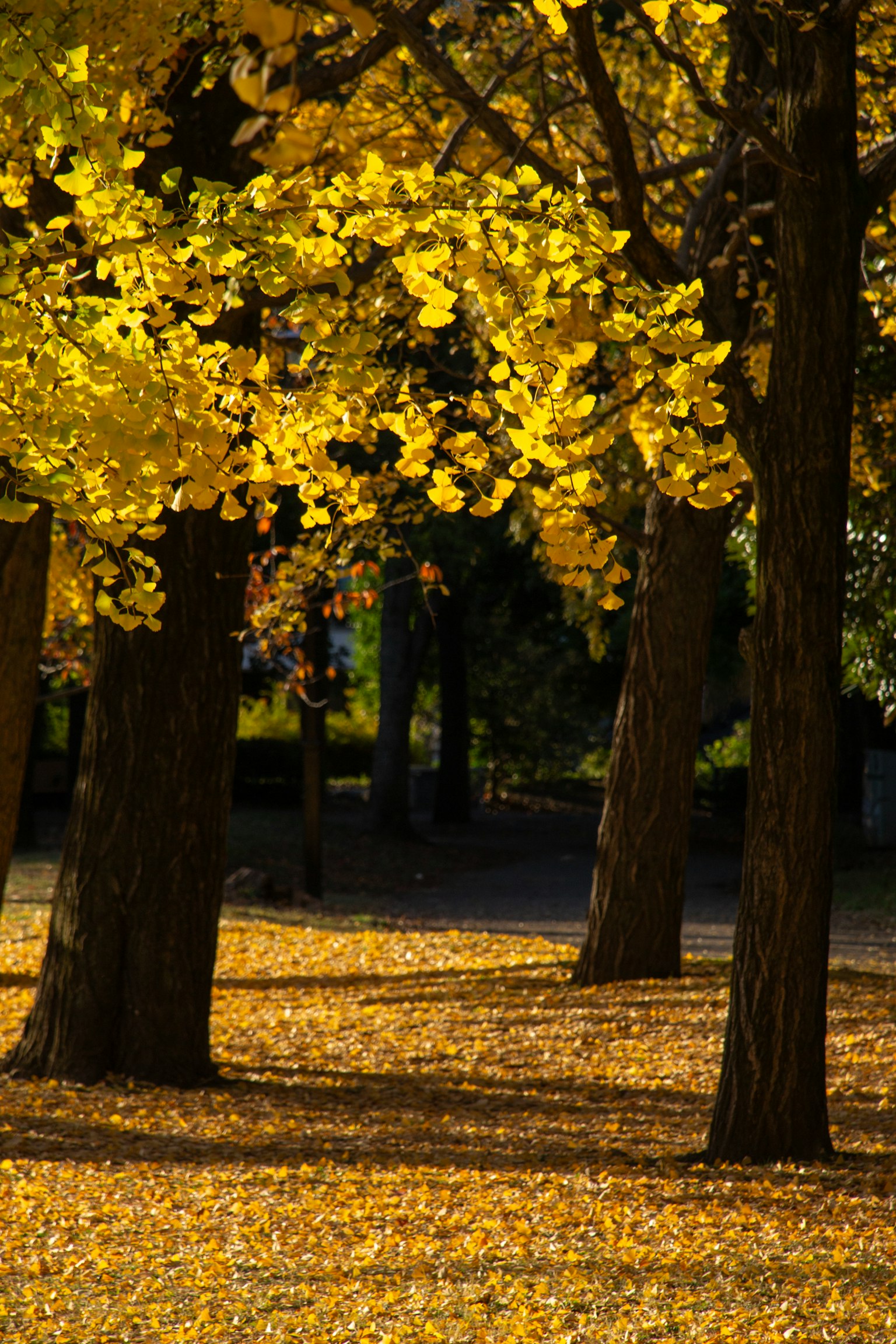 Autumn park with yellow-leaved trees and fallen leaves on the ground