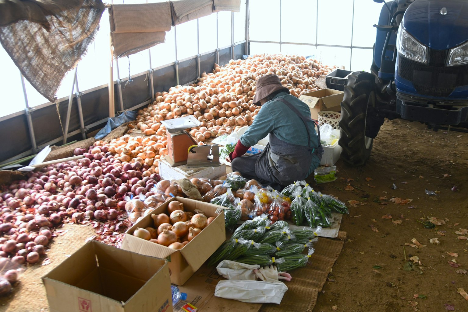Arbeiter sortiert Gemüse in einer landwirtschaftlichen Umgebung