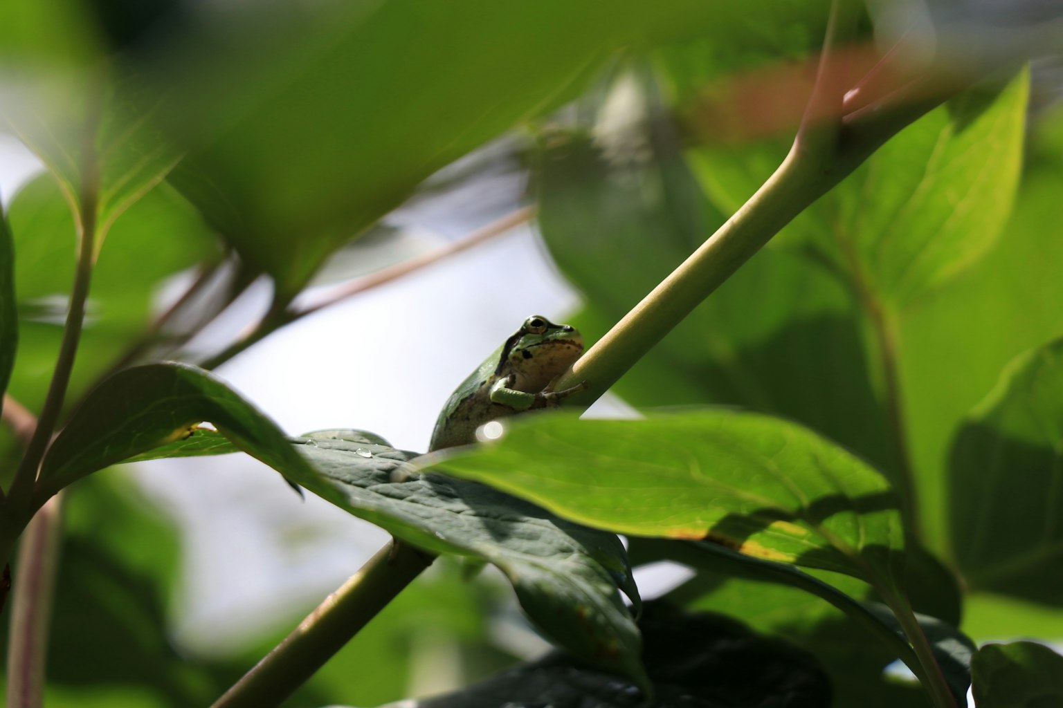 Une petite grenouille cachée parmi des feuilles vertes