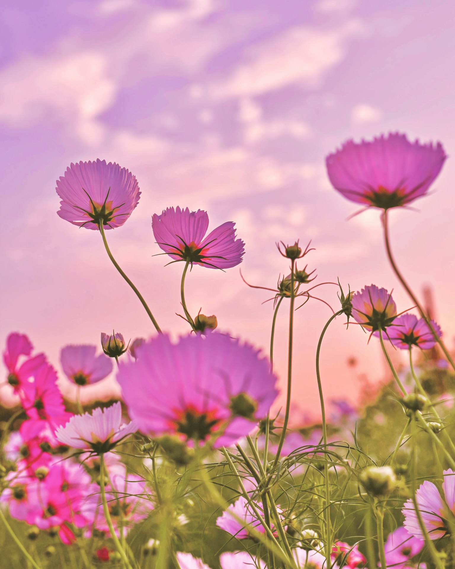 Campo di fiori rosa vivaci sotto un cielo viola morbido