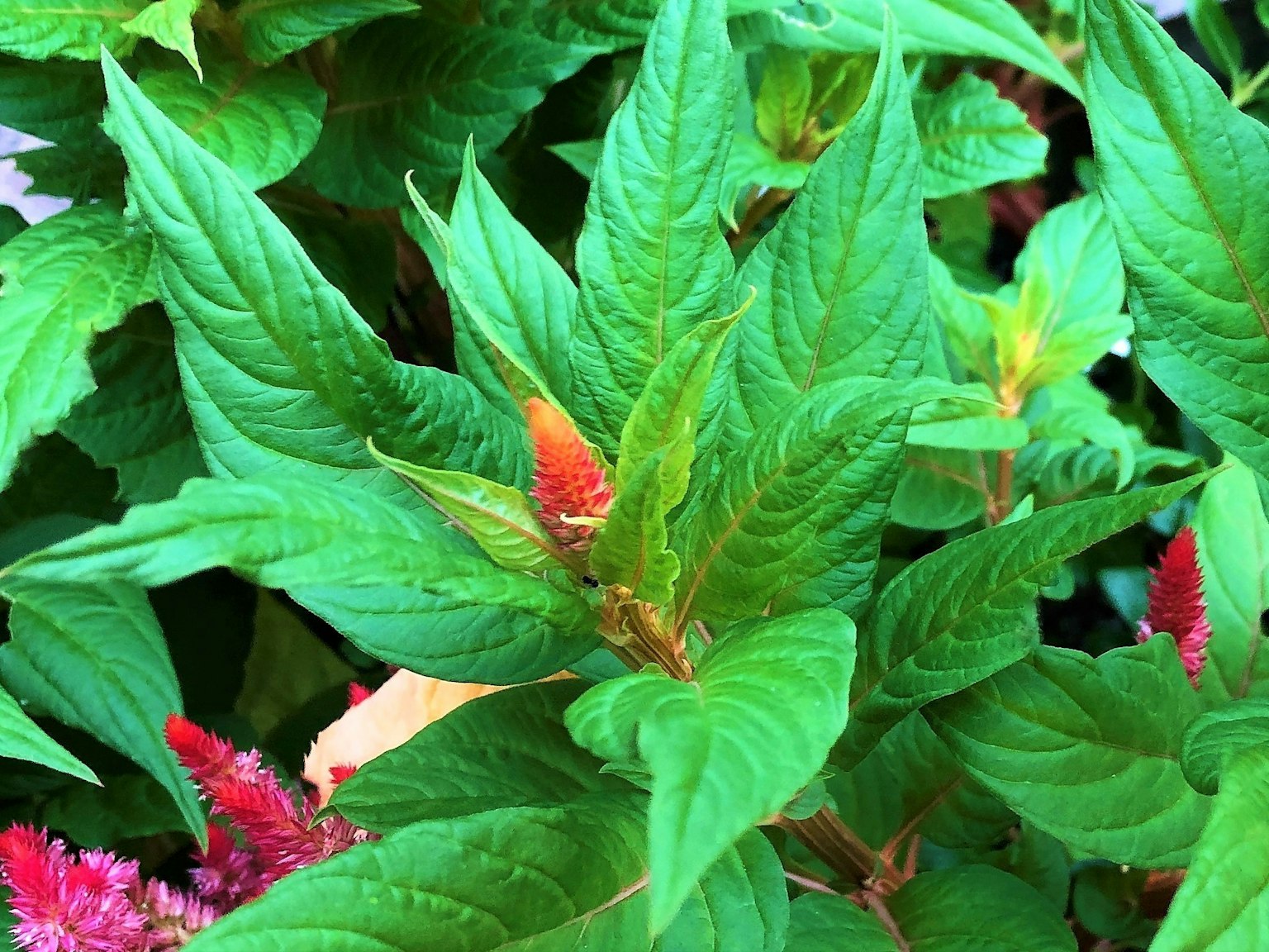 Feuilles vertes luxuriantes avec des bourgeons orange d'une plante