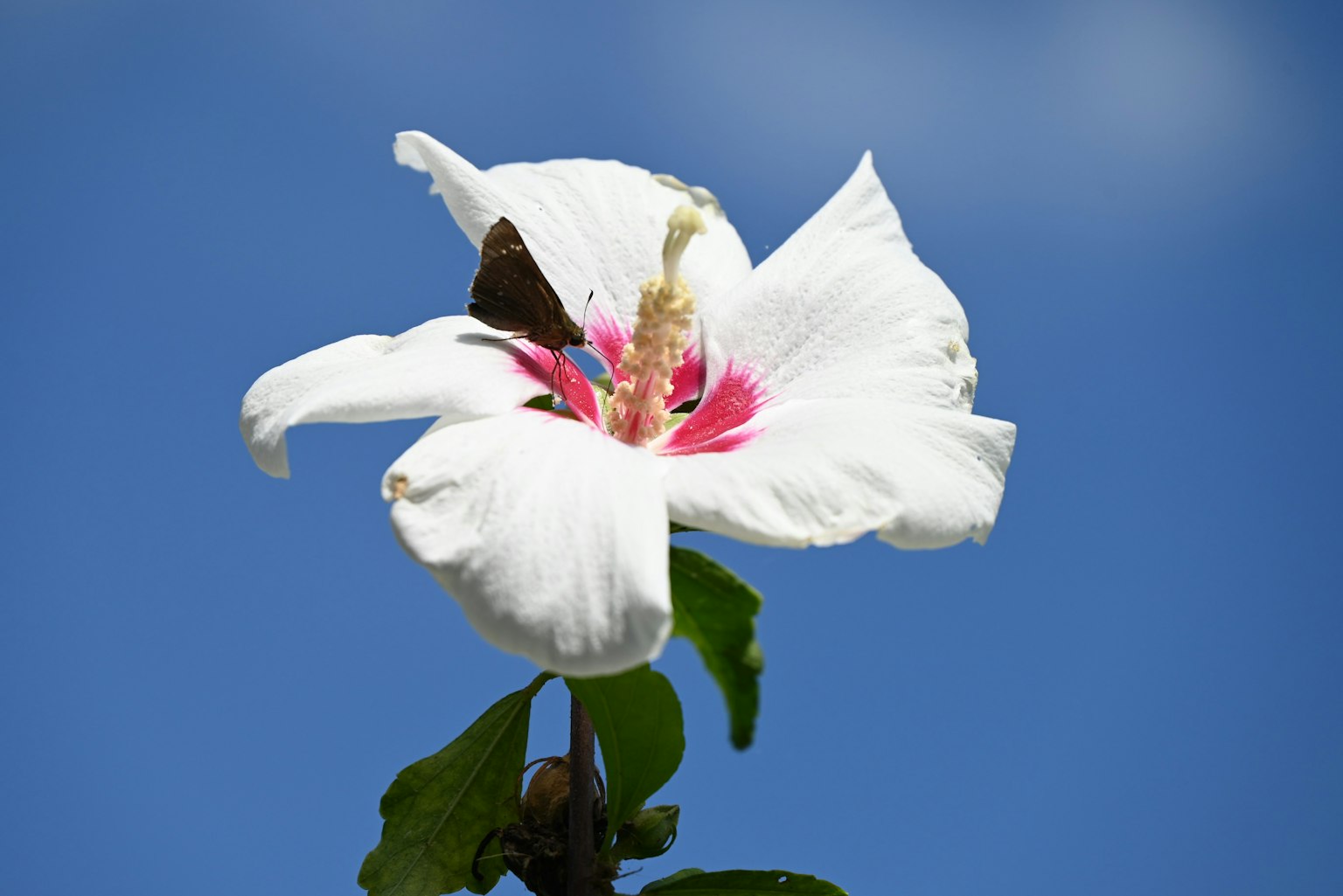 Fiore di ibisco bianco con centro rosa contro il cielo blu