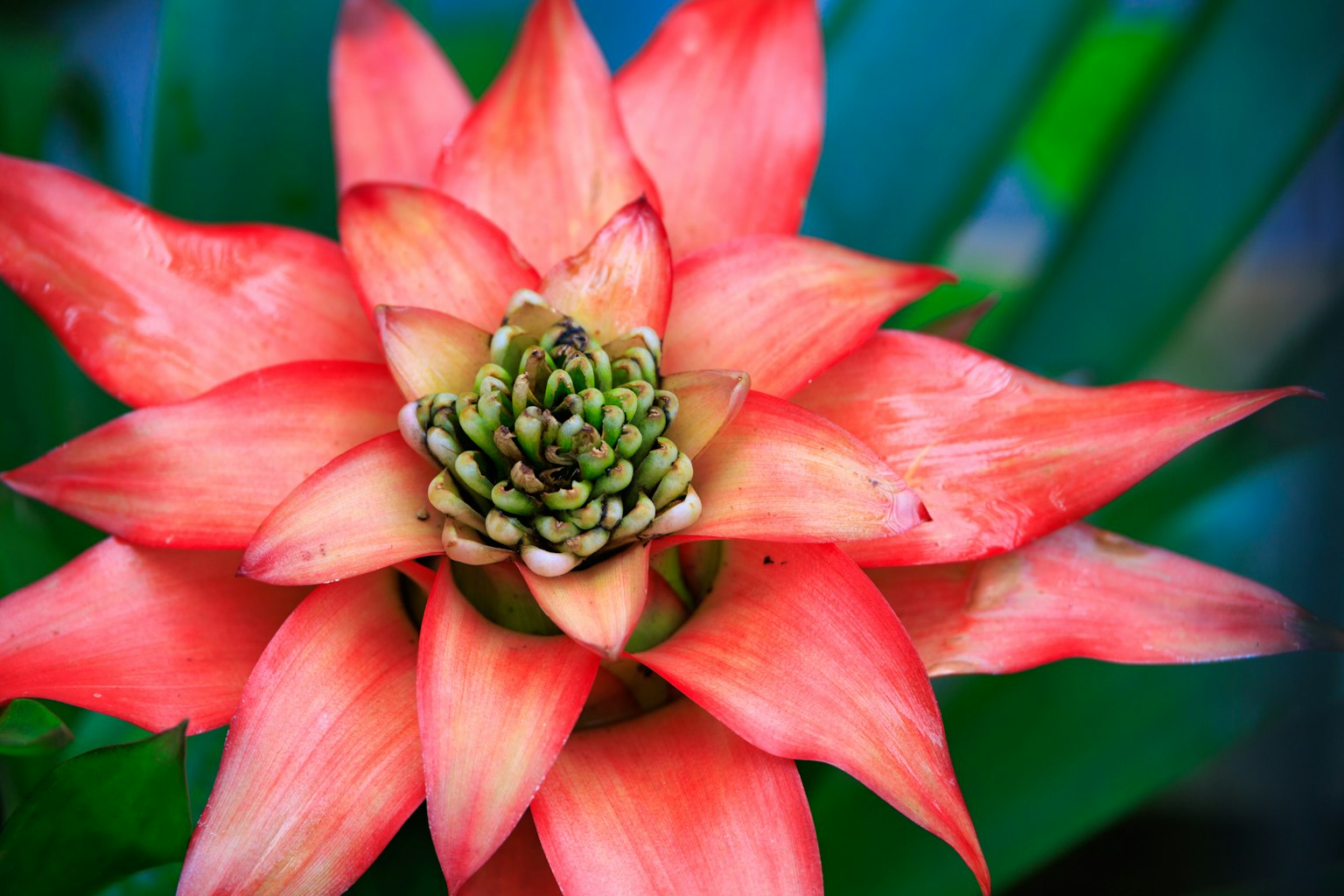 Fiore rosso vibrante con un bocciolo verde al centro