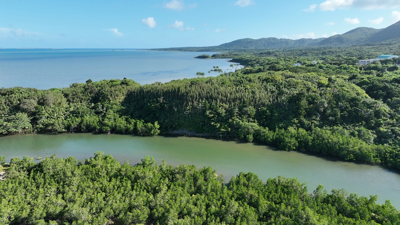 Eine malerische Aussicht auf blaues Wasser und üppige Mangroven in einer natürlichen Landschaft