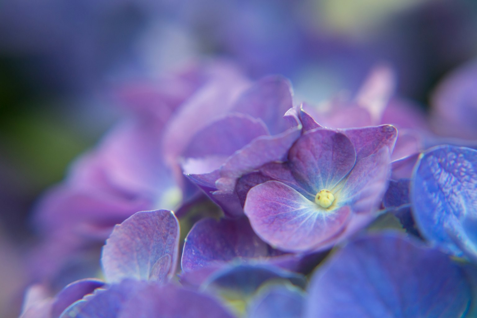 Foto in primo piano di fiori di ortensia con petali viola