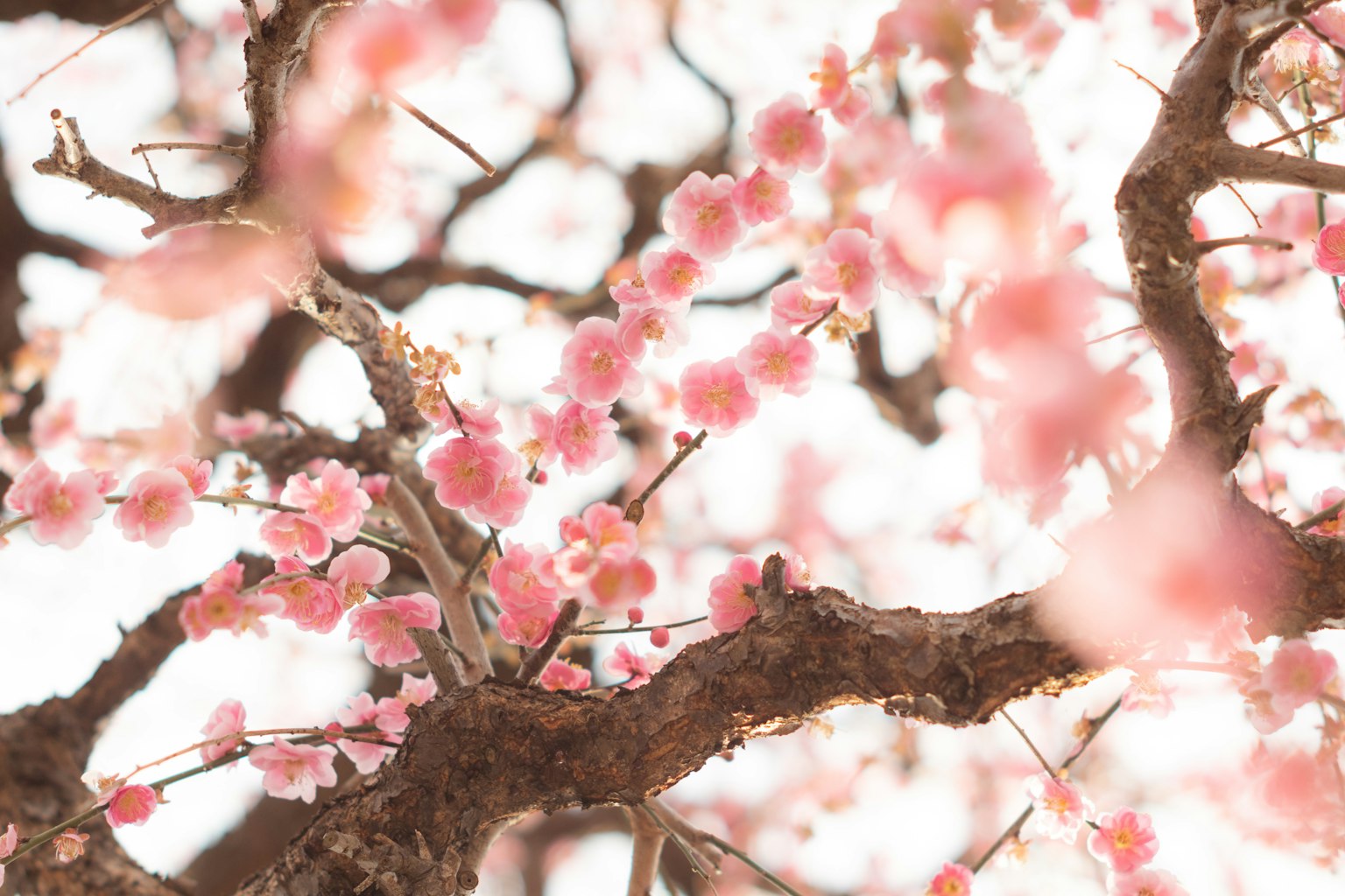 Close-up of cherry blossom flowers on tree branches