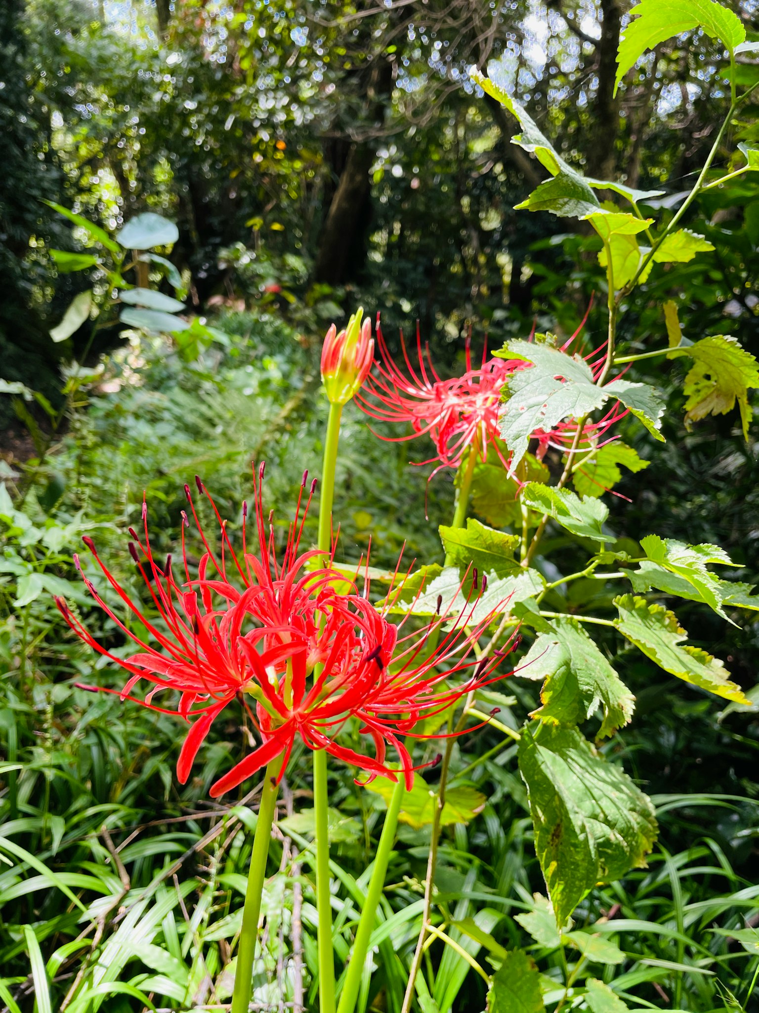 紅色蜘蛛百合在郁鬱蔥蔥的綠葉中盛開