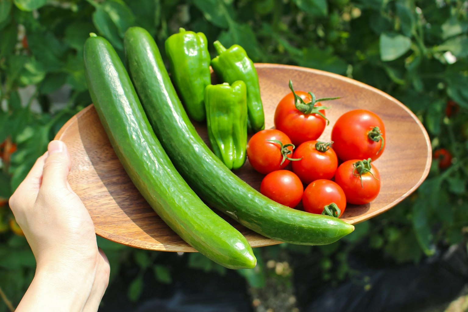 Frisches Gemüse mit Gurken, Tomaten und grünen Paprika auf einem Holztablett angeordnet