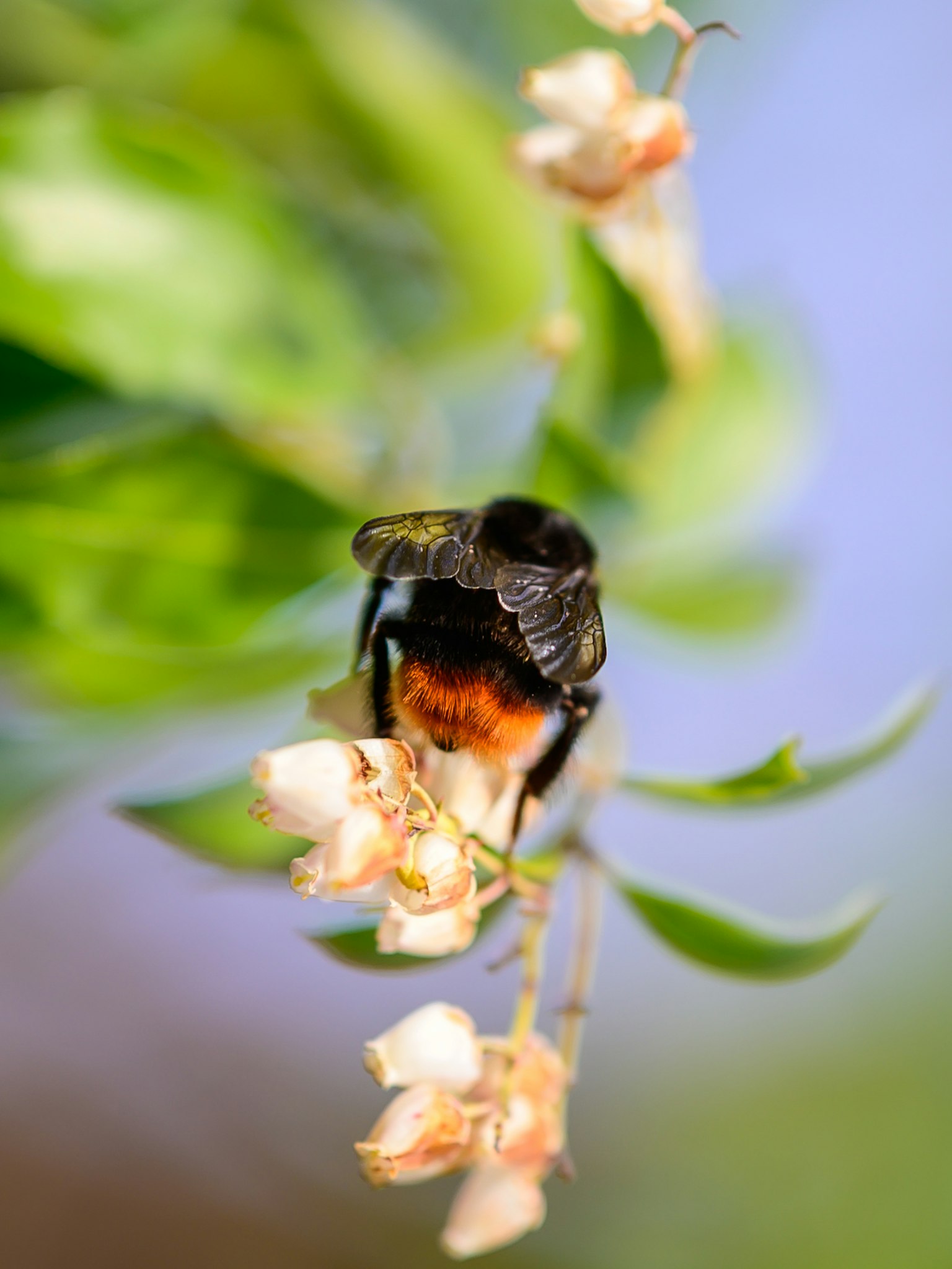 Primo piano di un'ape su un fiore