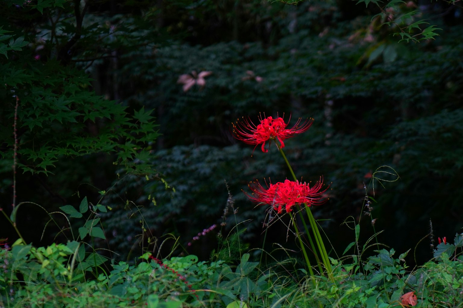 Red spider lilies blooming amidst green foliage in a dark background