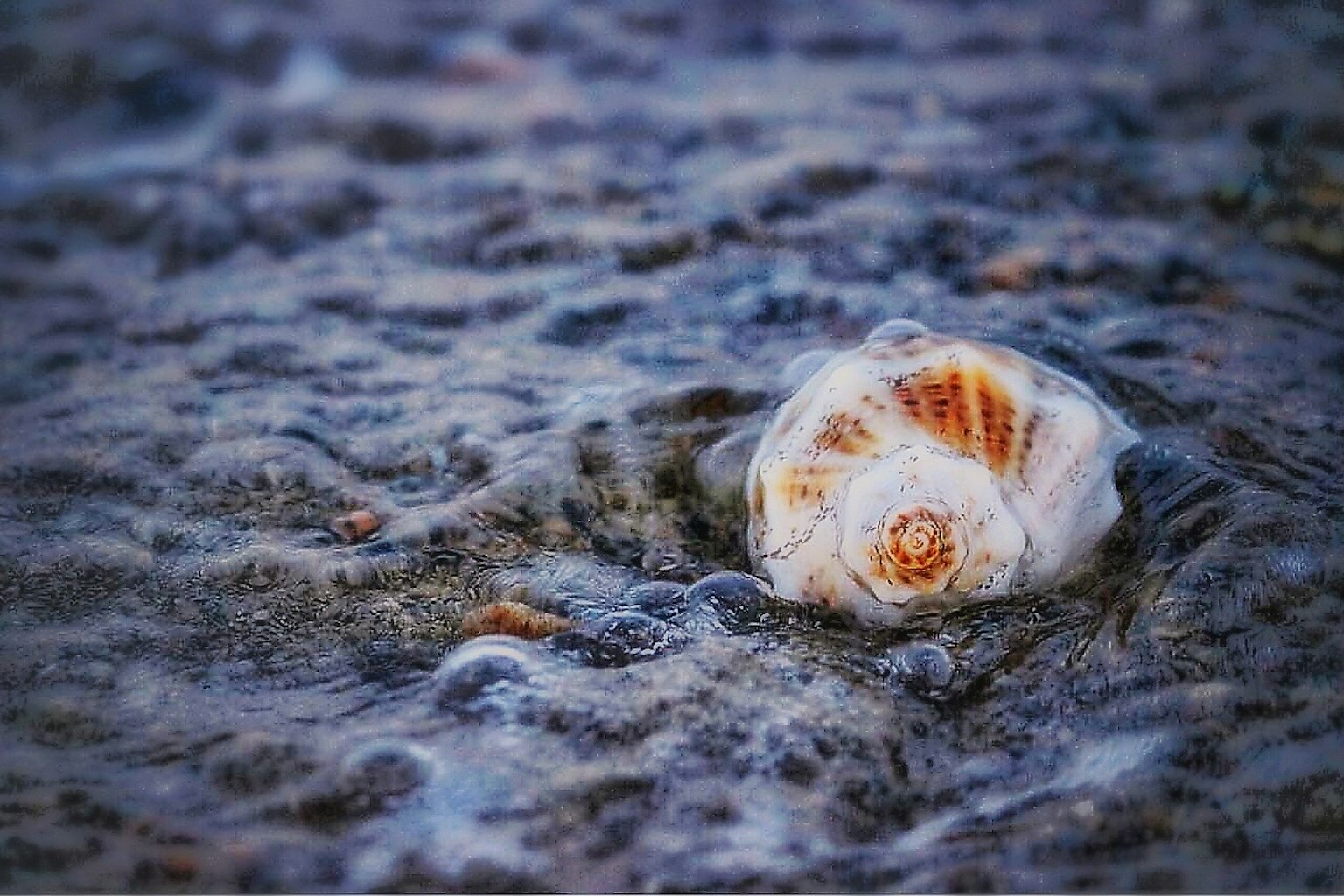 Close-up of a beautiful seashell in the waves