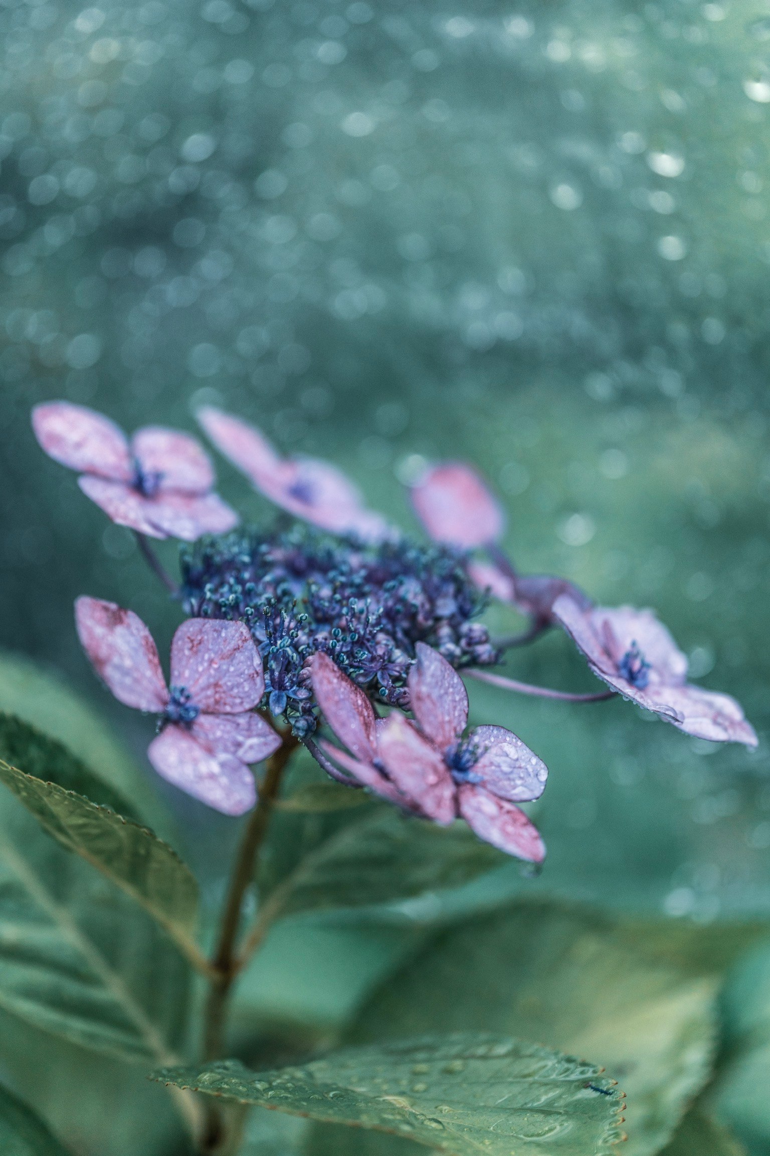 水滴がついた紫色の花が美しく咲いている背景はぼやけた緑色