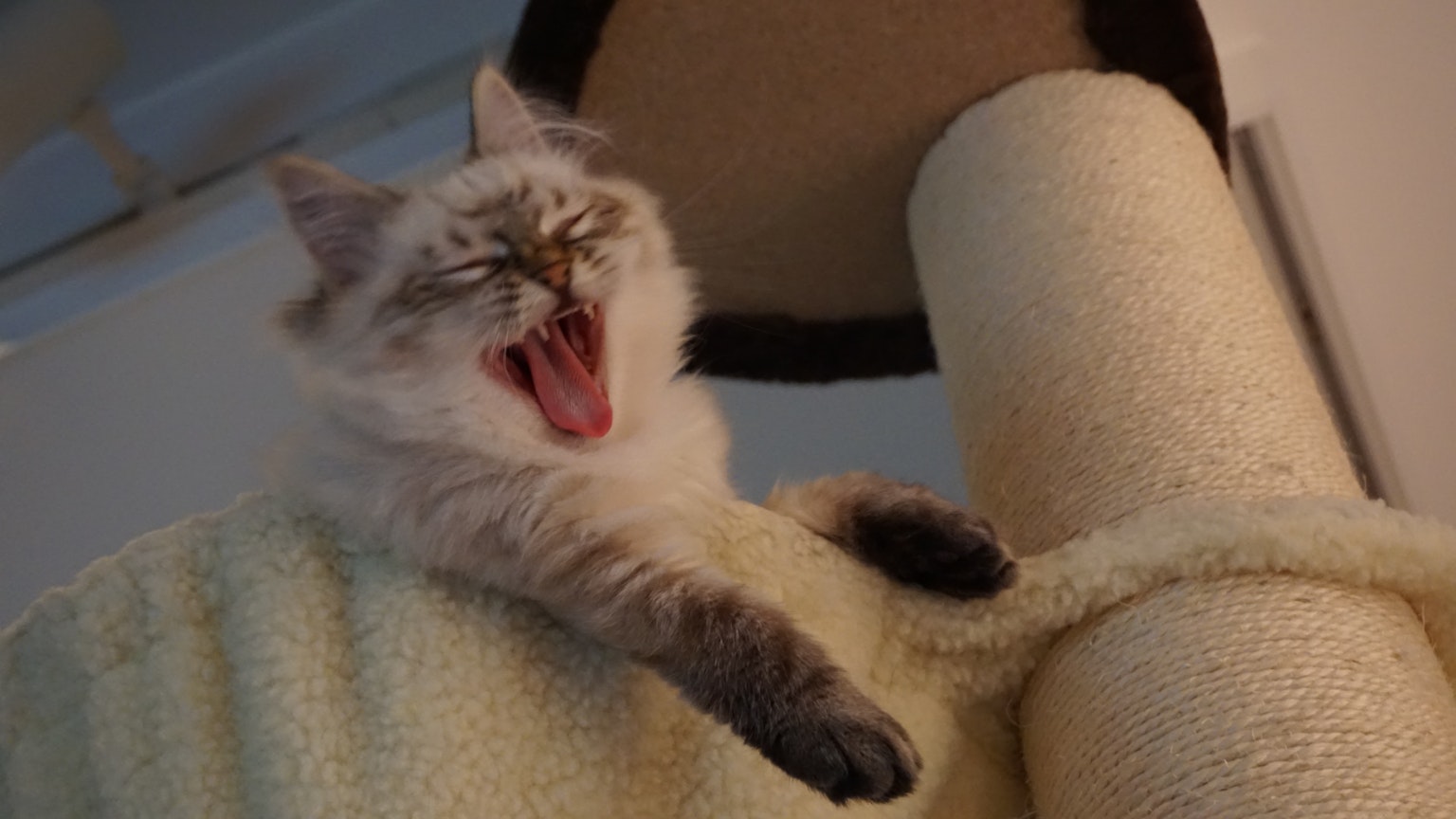 白色猫在抓挠柱上打哈欠