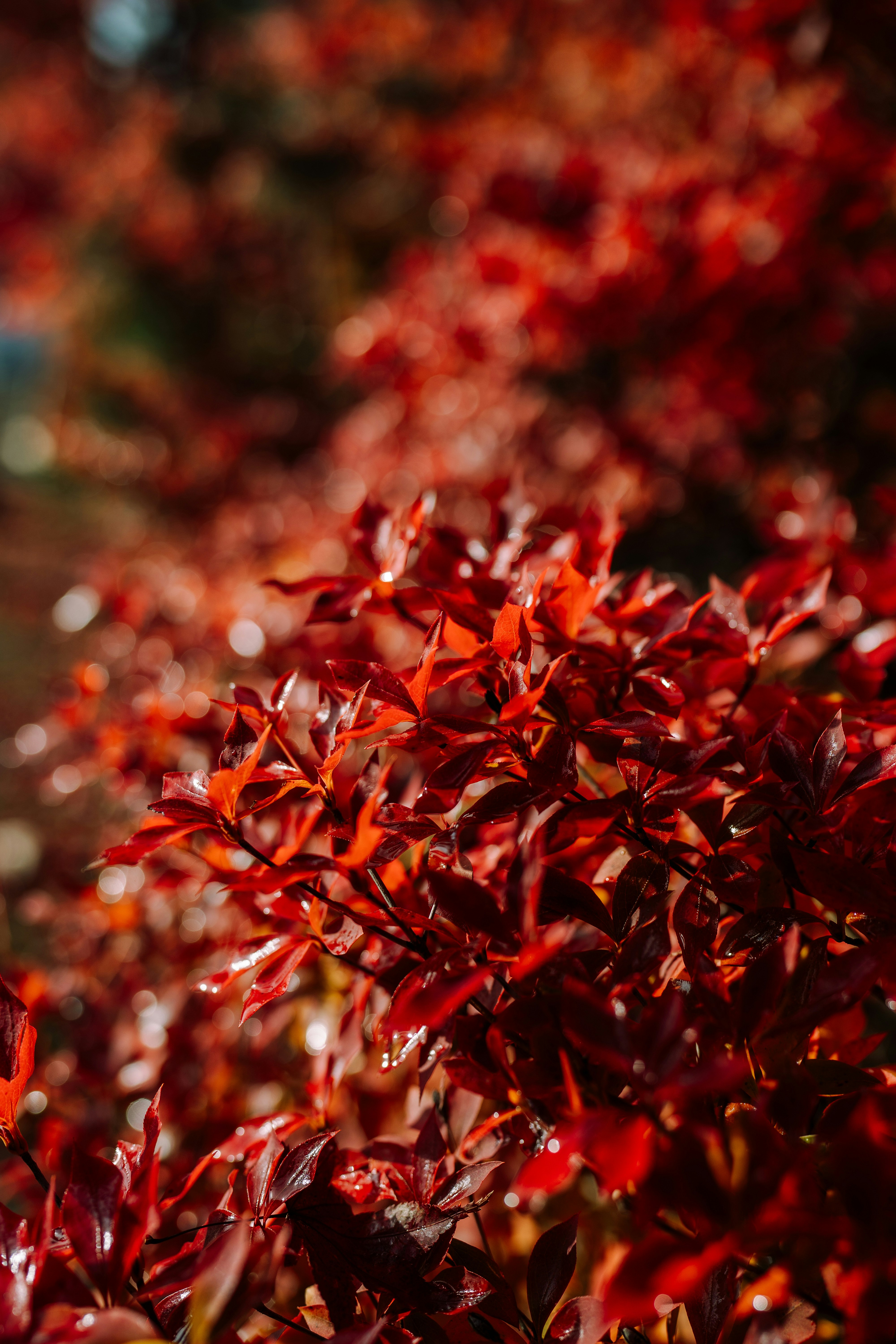 紅葉の葉がきらめくクローズアップ