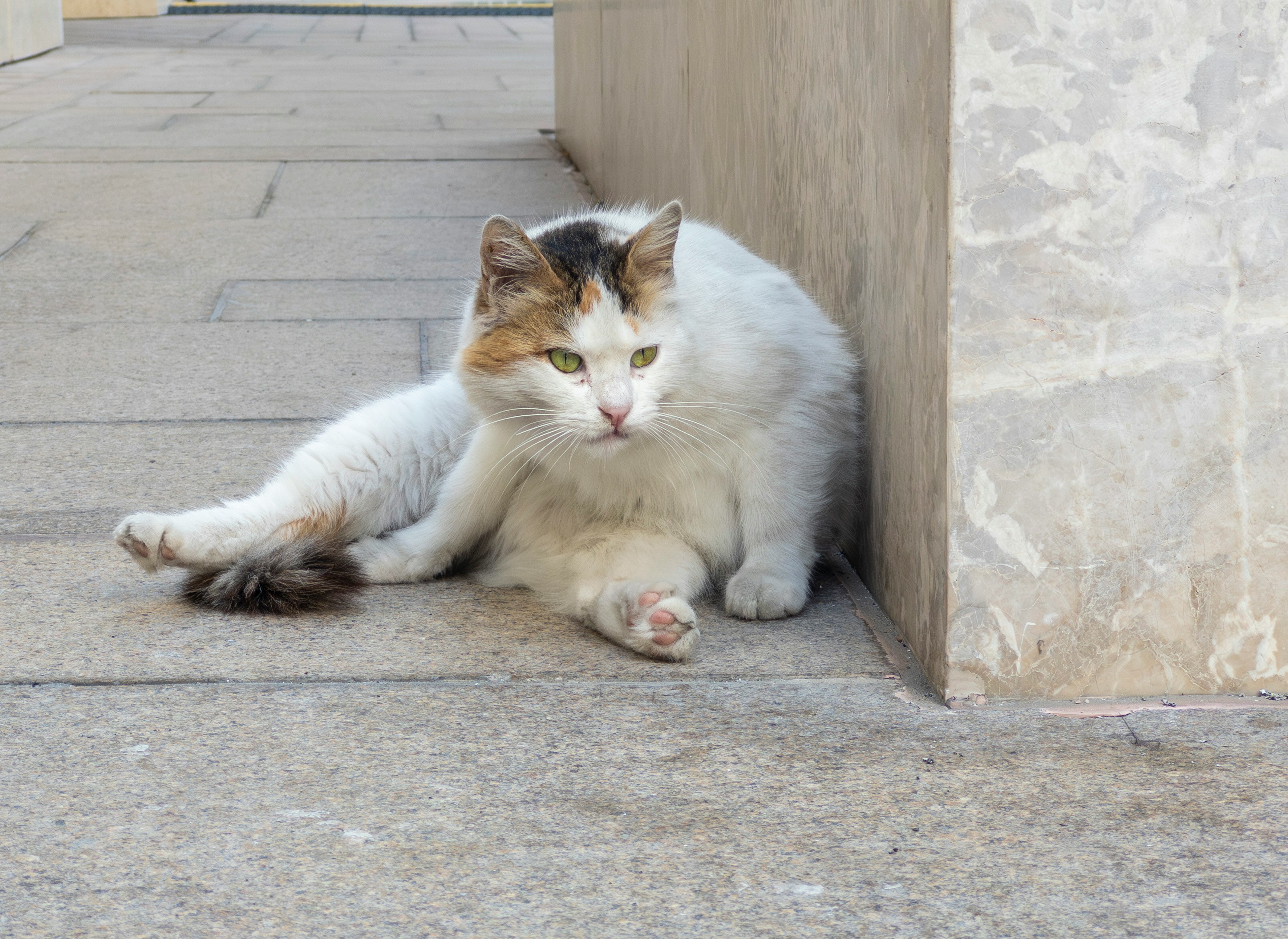 路地の壁際でくつろぐ野良猫