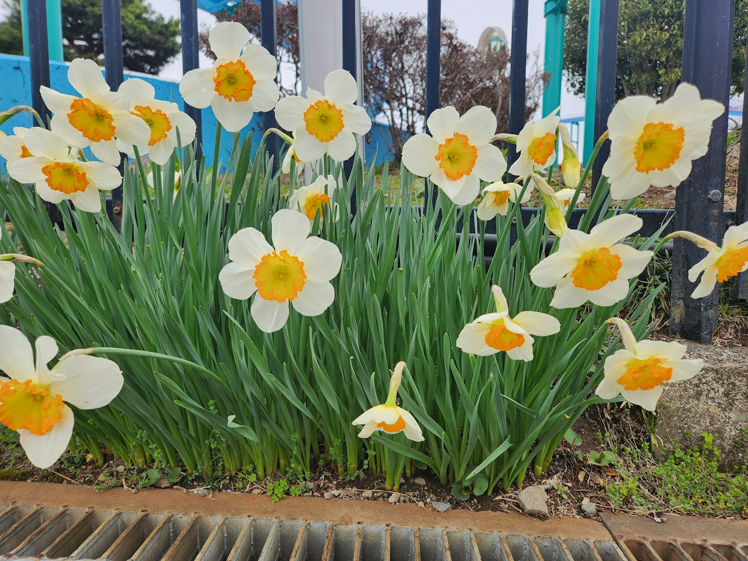 Raggruppamento di narcisi bianchi con centri gialli che fioriscono vicino a una recinzione nera