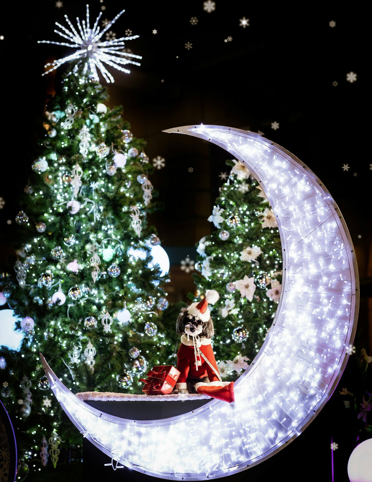 Sinterklas duduk di dekorasi bulan sabit yang dikelilingi pohon Natal yang dihias