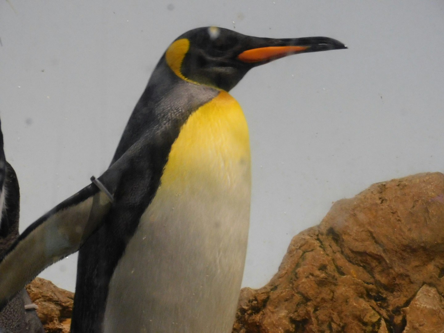 岩の上に立つキングペンギンのアップ