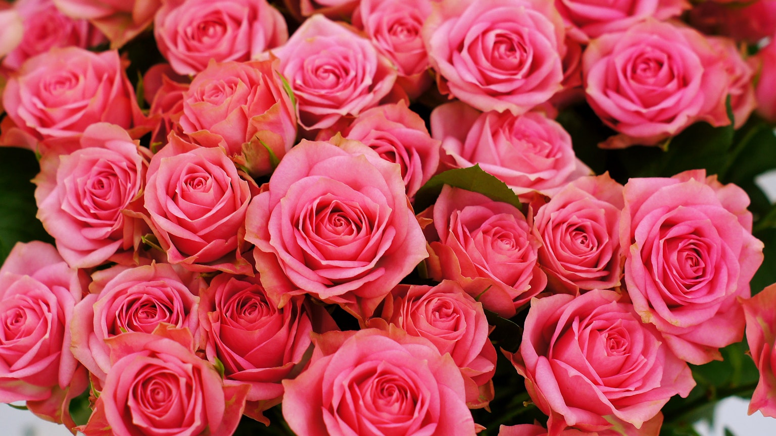 Bouquet vibrant de roses roses