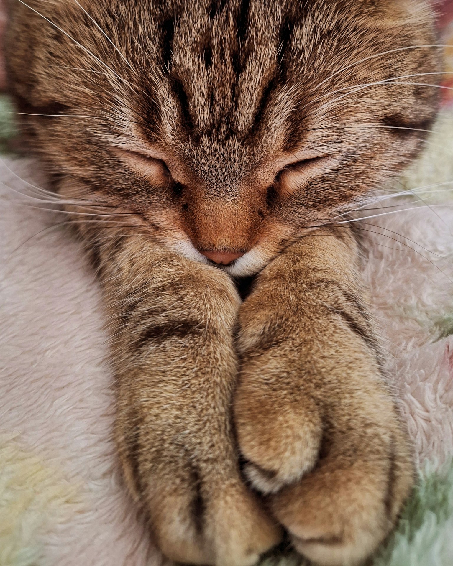 Nahaufnahme eines schlafenden Katzenkopfes und -pfoten