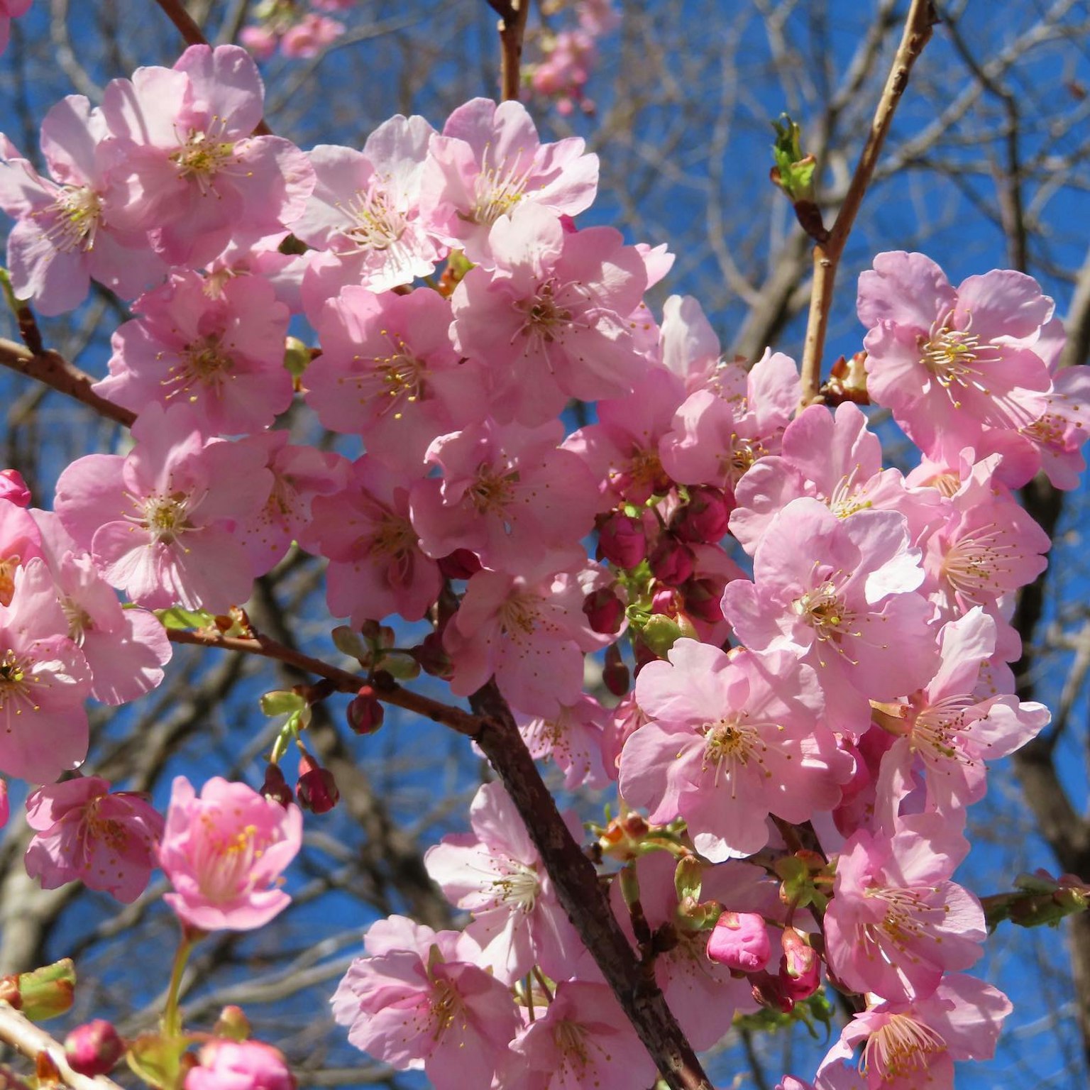 Fleurs de cerisier en pleine floraison avec des pétales roses doux