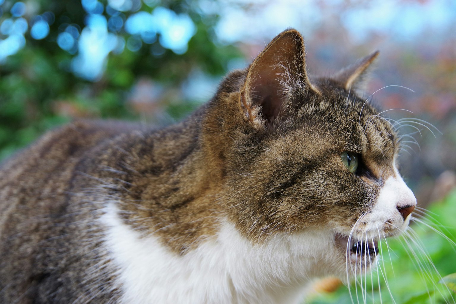 Vista lateral de un gato con características distintivas contra un fondo verde