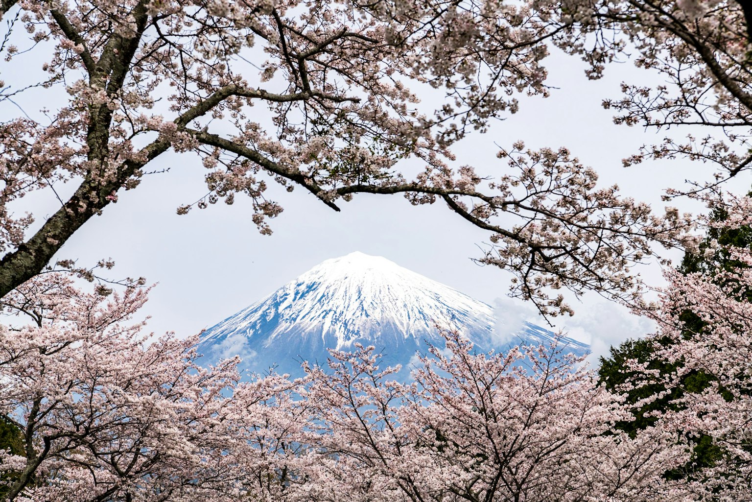 樱花环绕下的富士山美丽景色