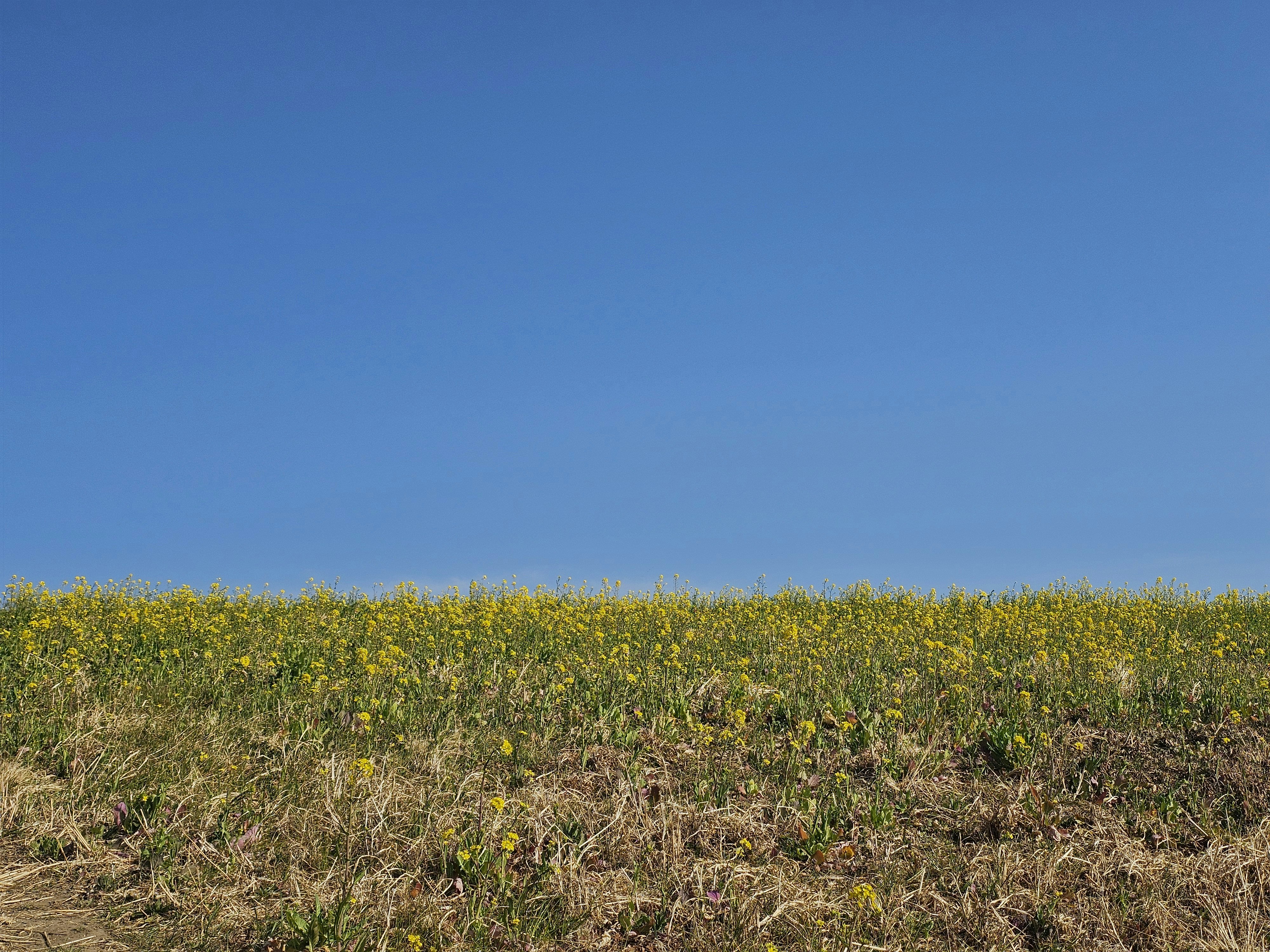 青空の下の黄色い野の花が広がる草地