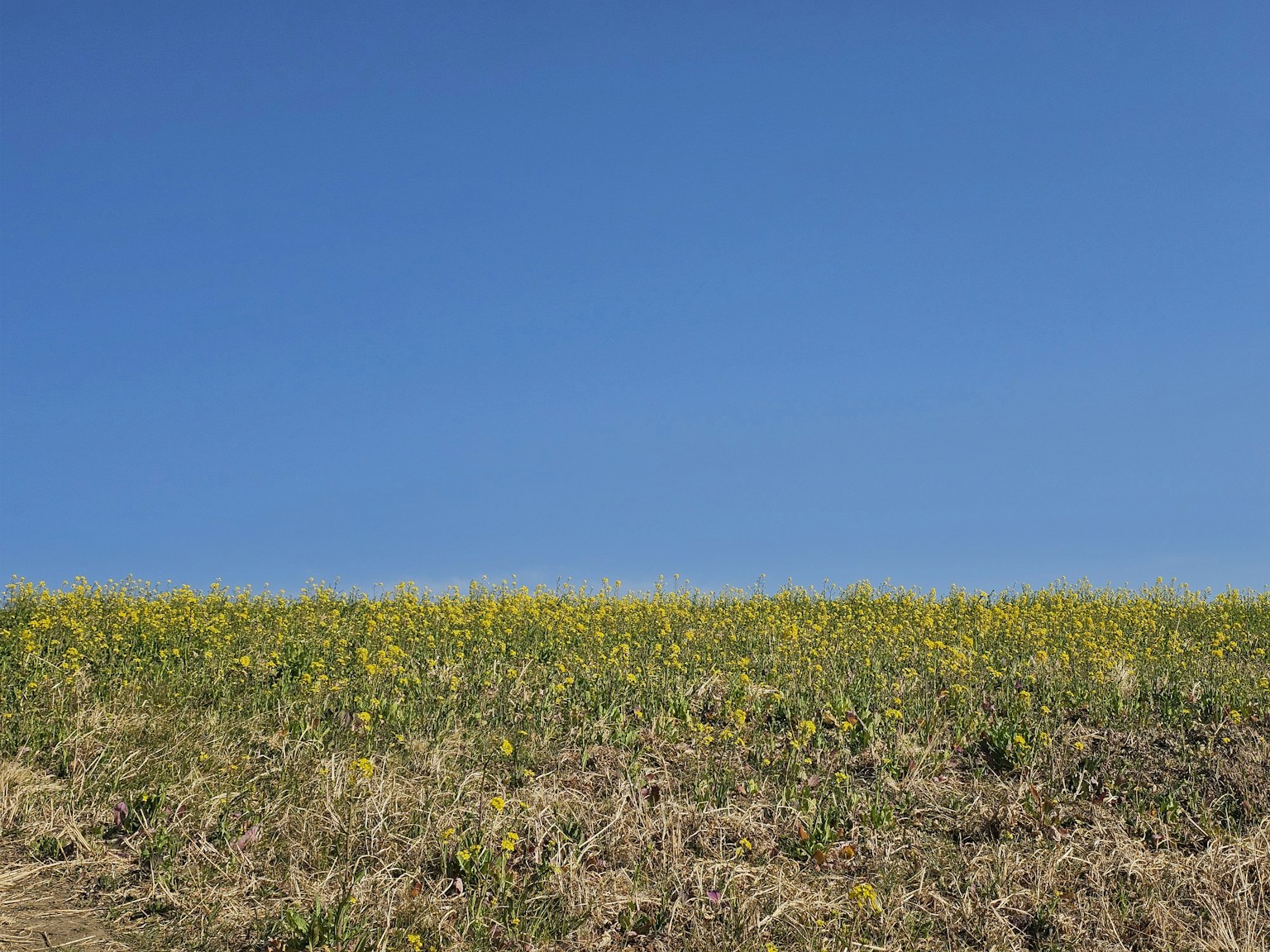 Langit biru di atas ladang bunga kuning