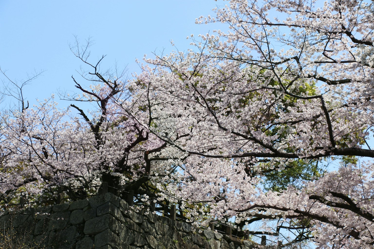 Branches of cherry blossoms with pink flowers against a blue sky