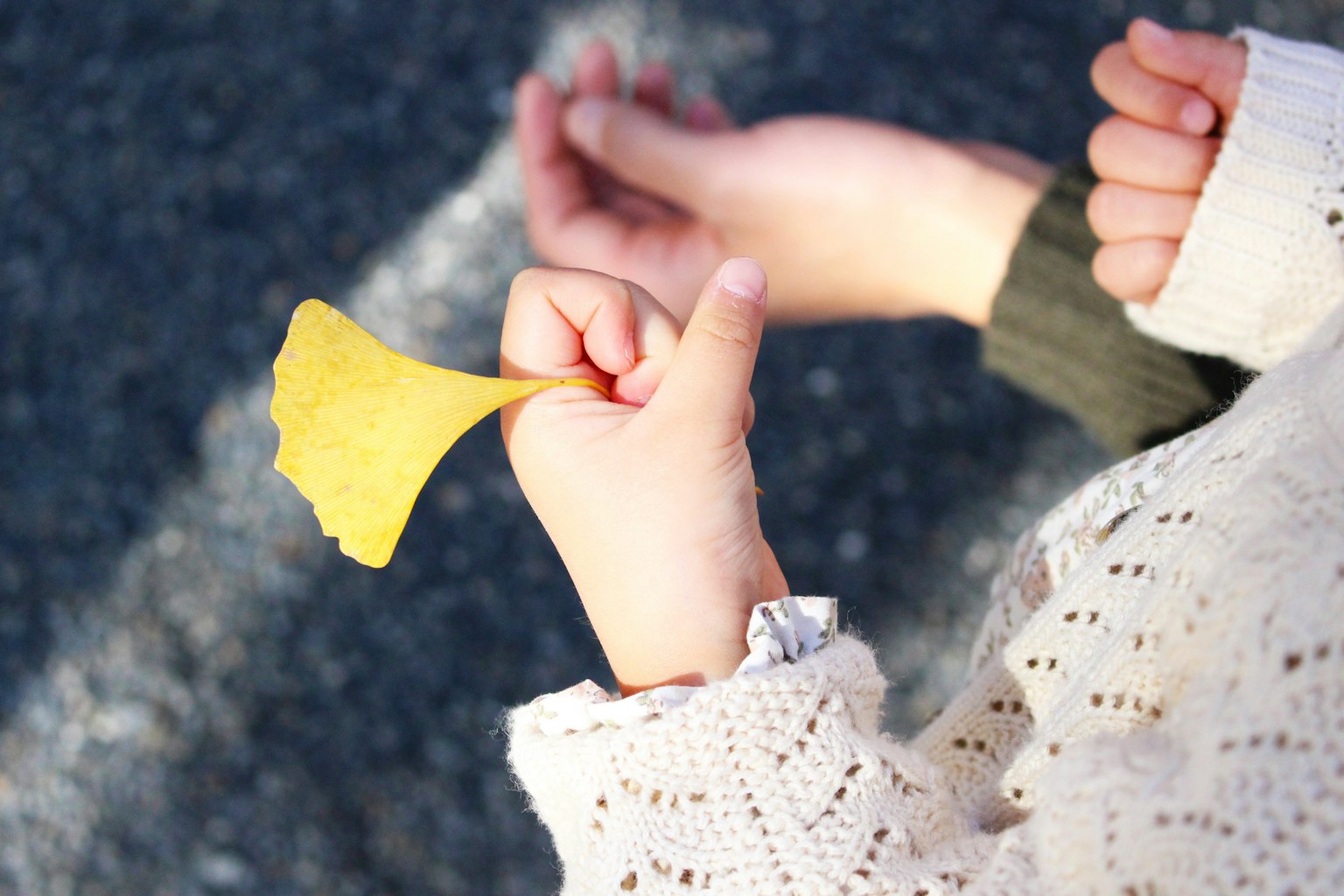 Bàn tay trẻ em cầm lá ginkgo màu vàng