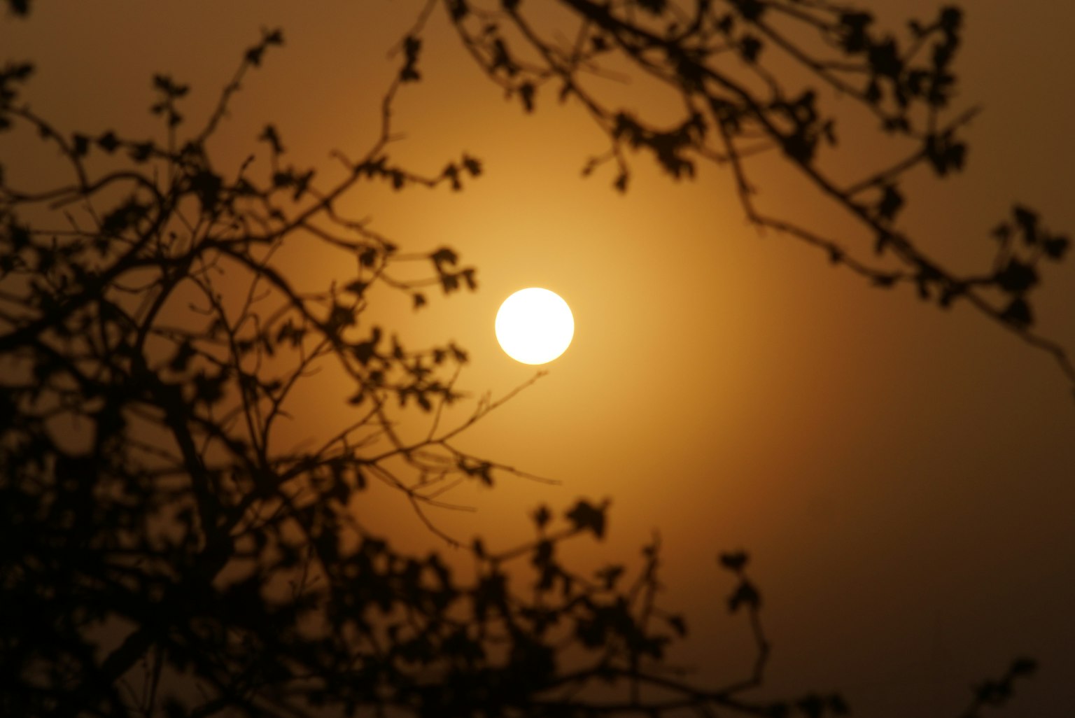 夕阳下的树木剪影