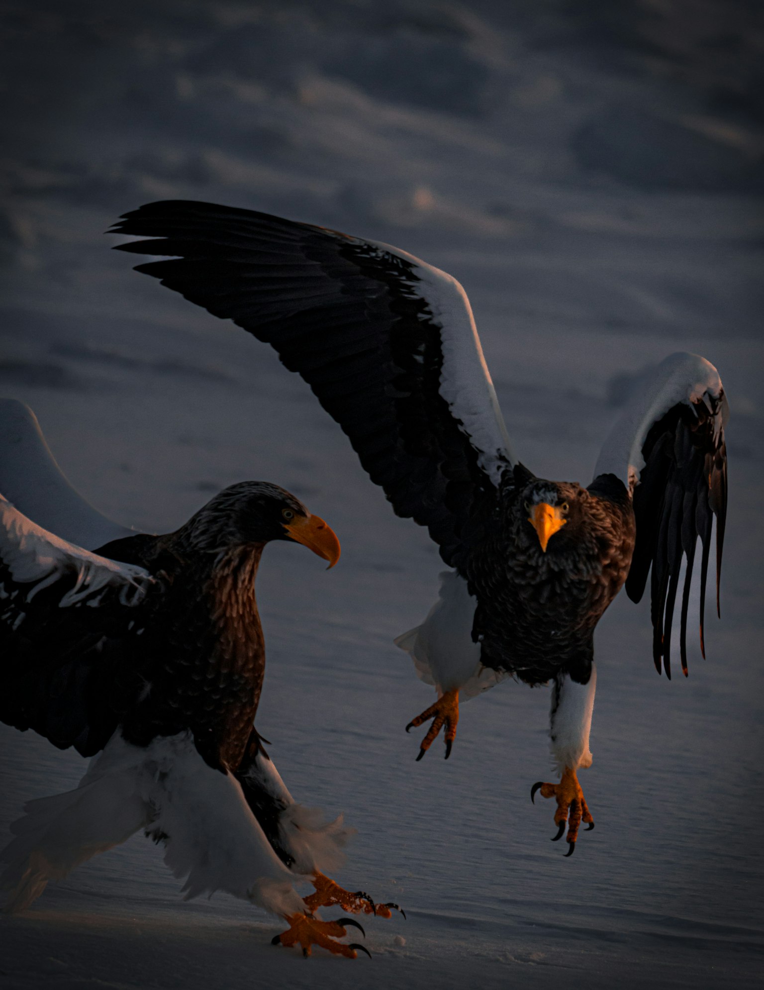 Deux aigles de Steller s'envolant sur la neige