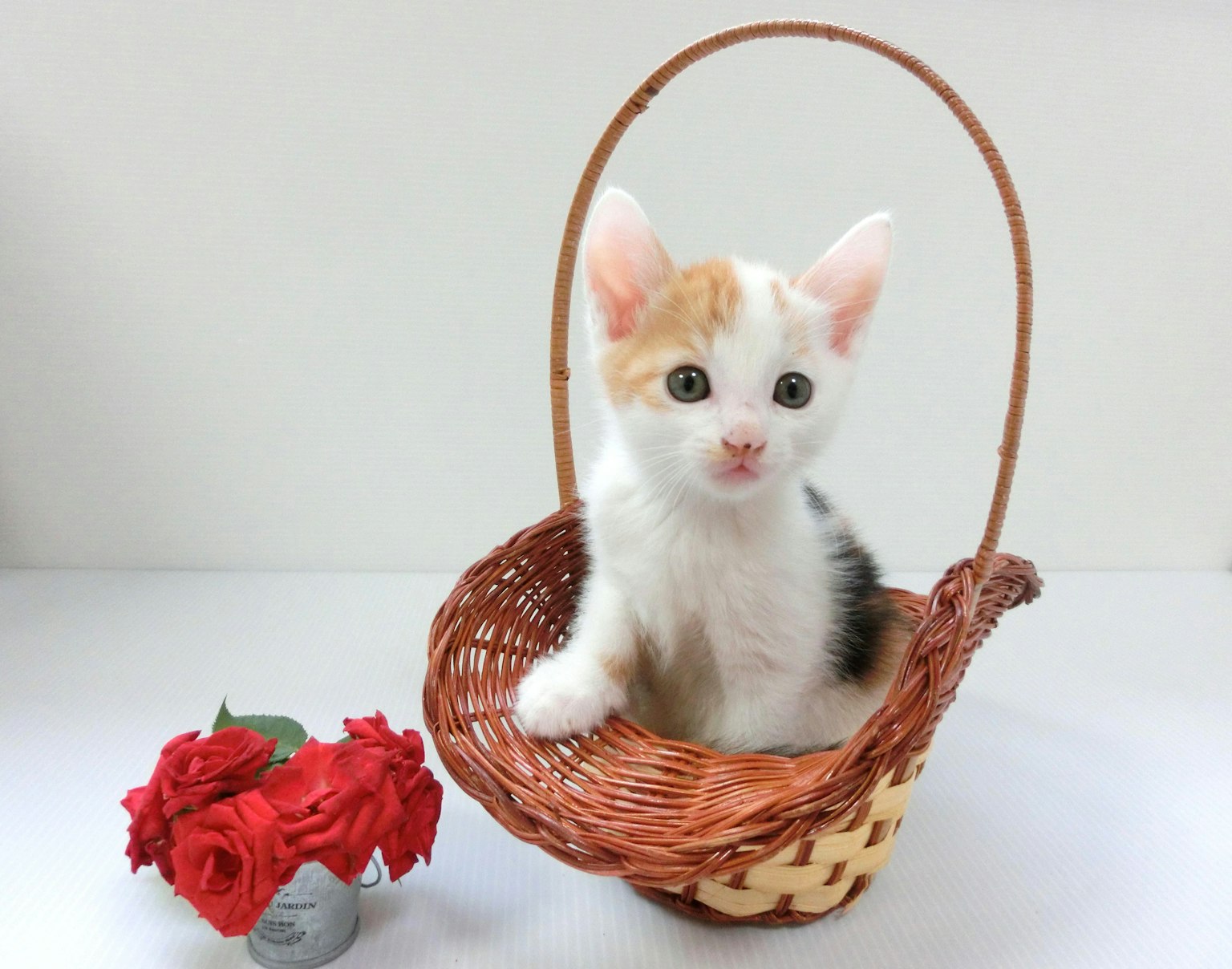 Un chaton assis dans un panier à côté d'un bouquet de roses rouges