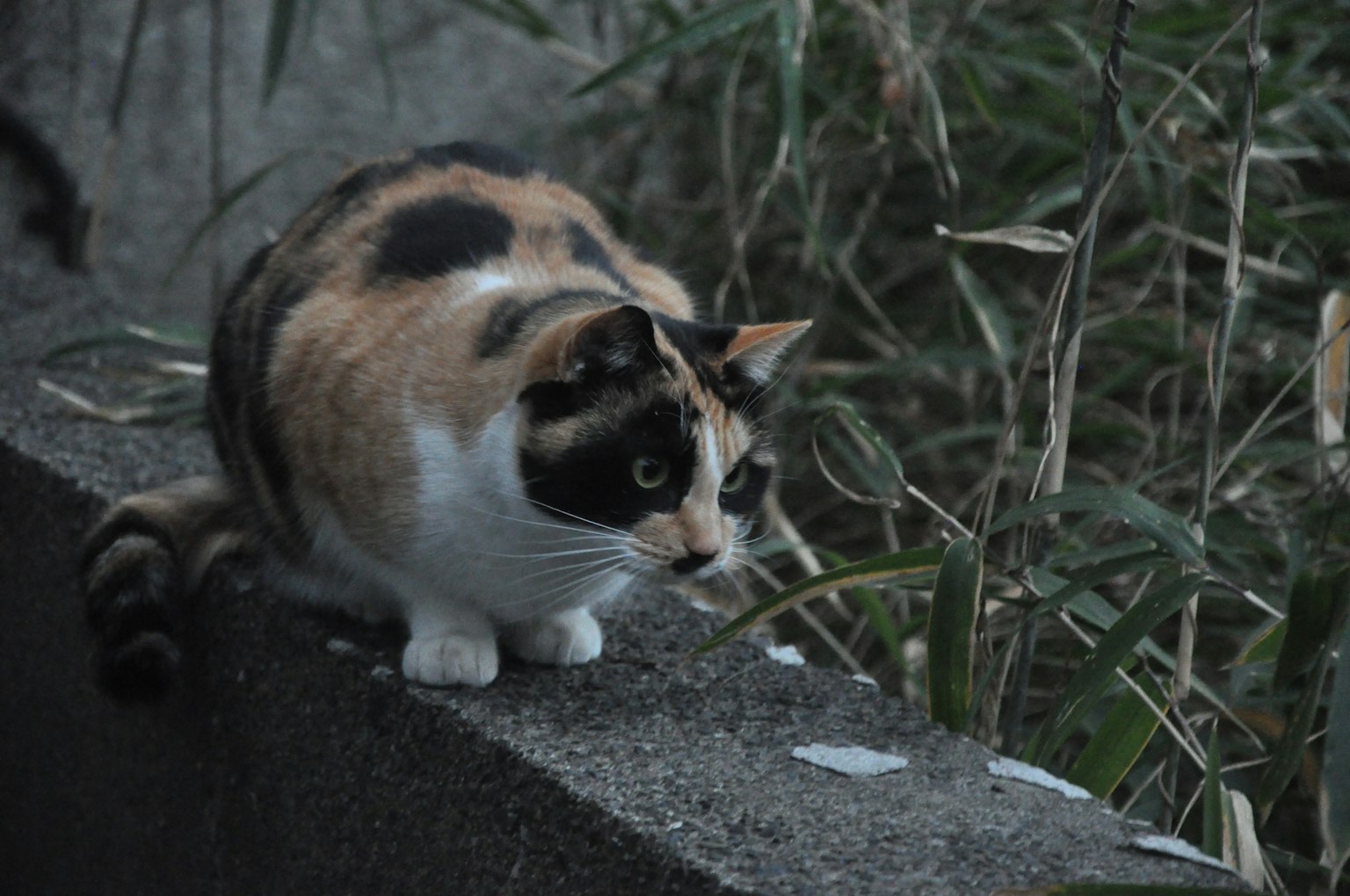 一只黑色和棕色花纹的三色猫坐在墙上