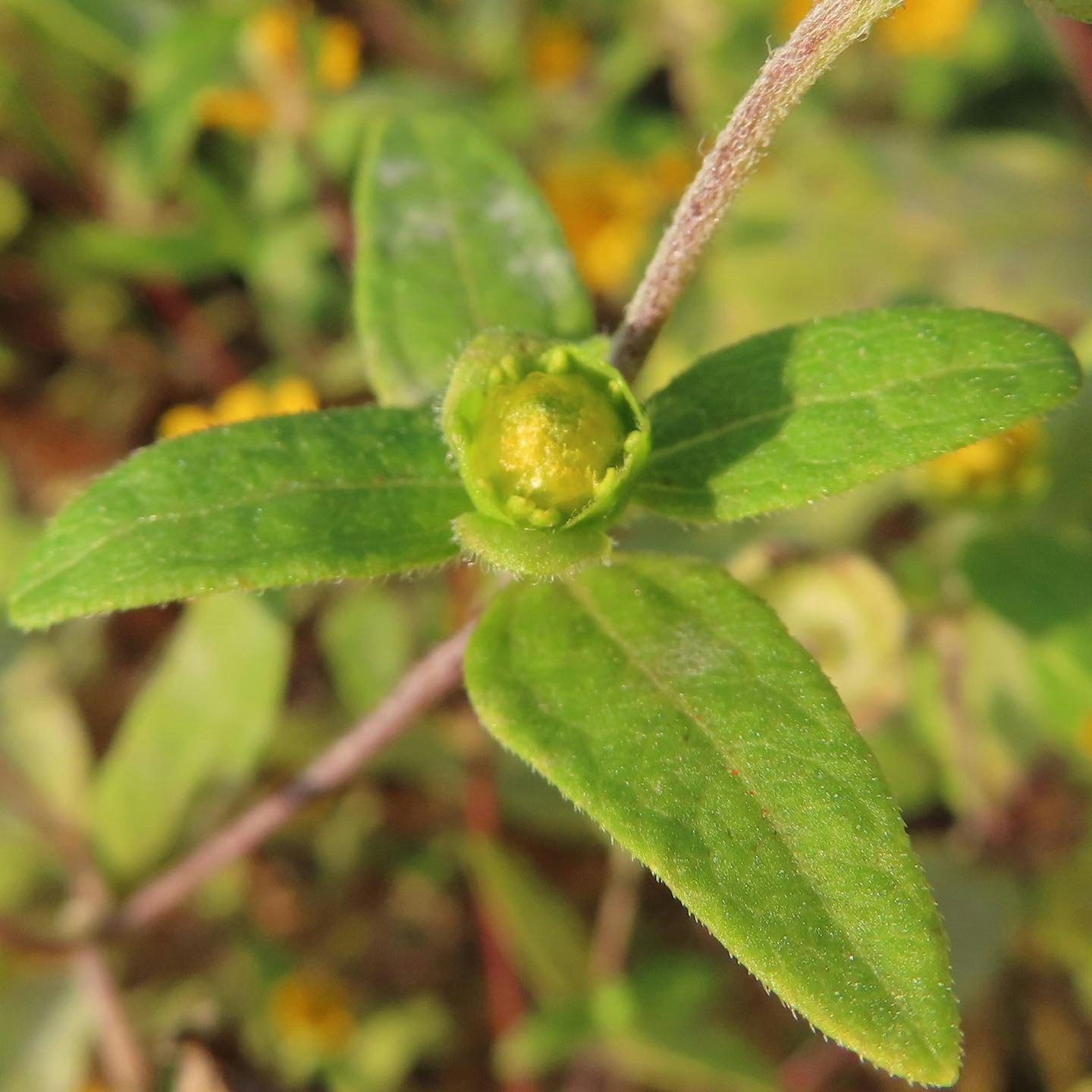 macro image of a plant leaf and bud
