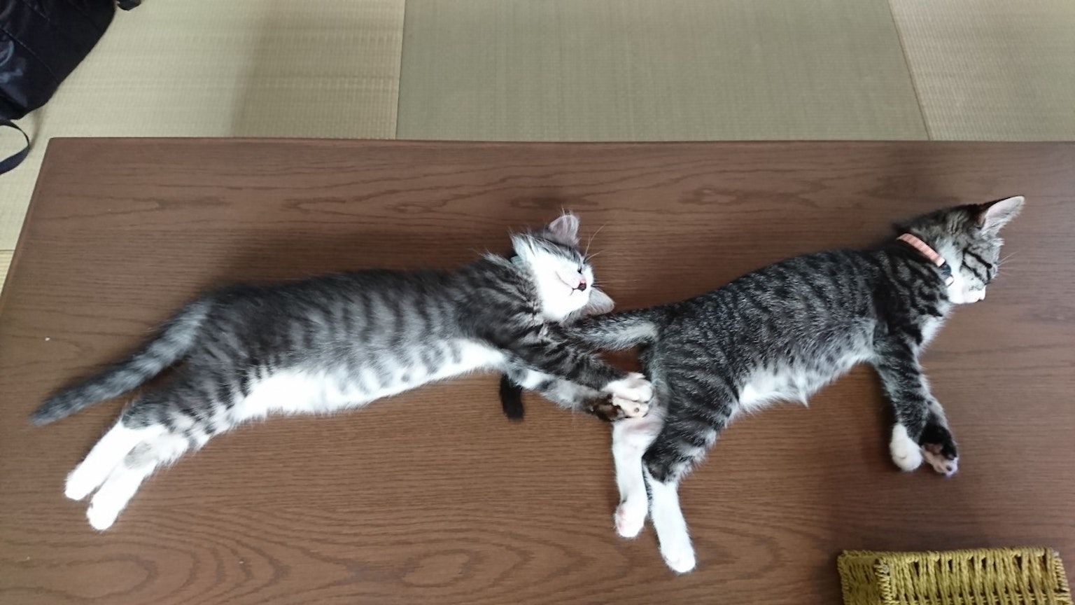 ลูกแมวสองตัวนอนอยู่บนโต๊ะ
