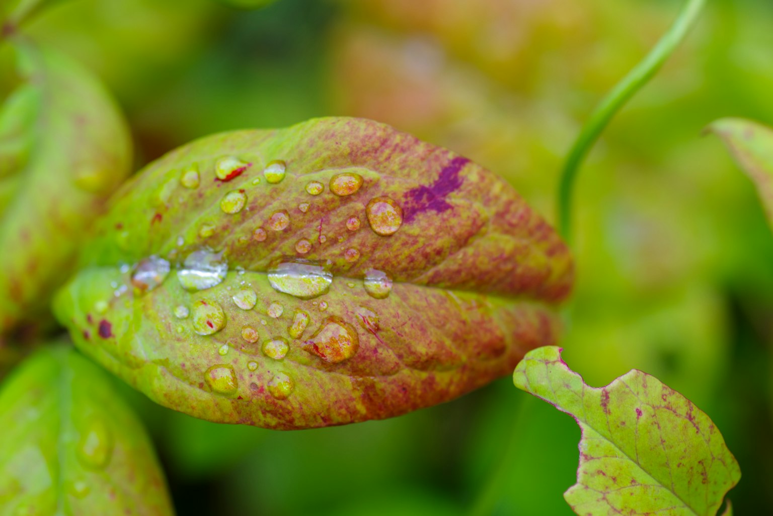 Primer plano de una hoja verde y naranja con gotas de agua