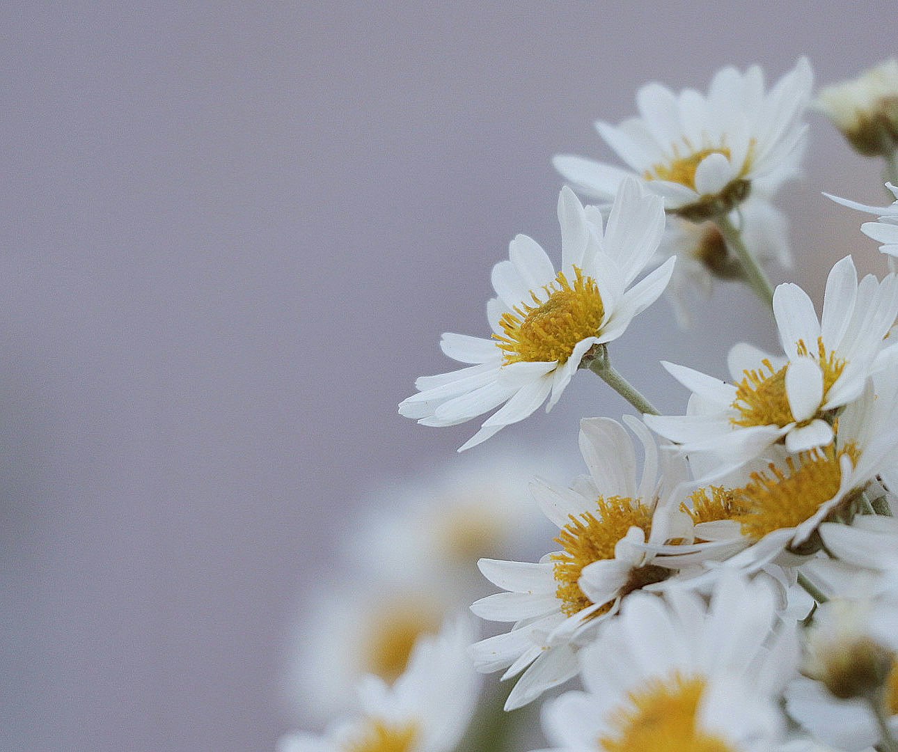 Close-up of white daisy-like flowers with yellow centers