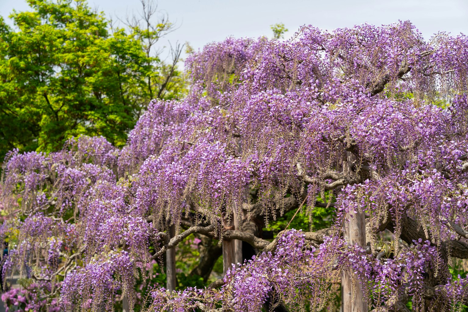 Cây glycine với hoa tím rủ xuống