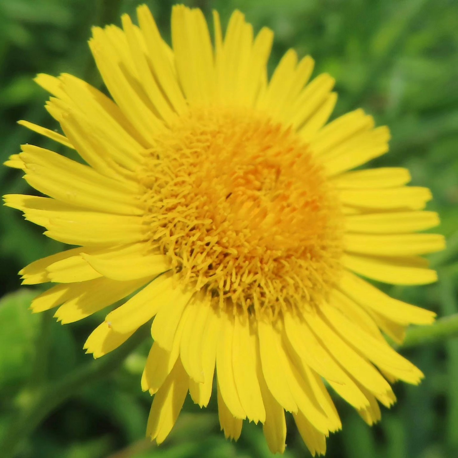 Eine lebhafte gelbe Blume blüht vor einem grünen Hintergrund