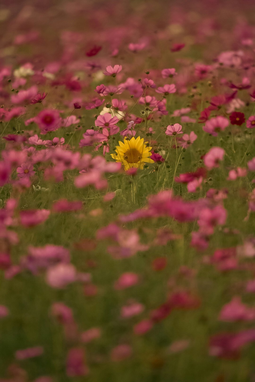 ピンクの花畑で咲くコスモスの群生
