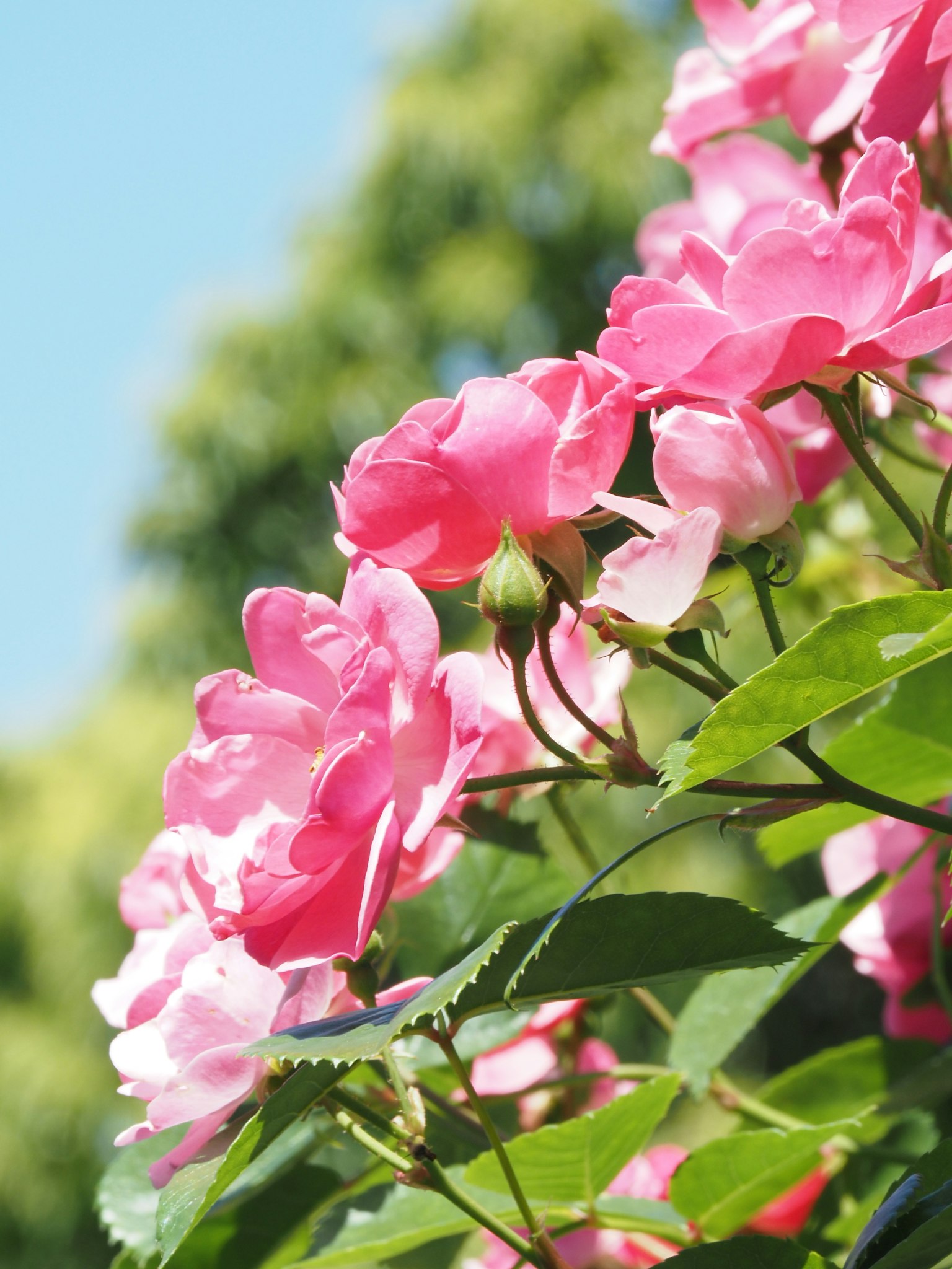 Acercamiento de hermosas rosas rosas en flor