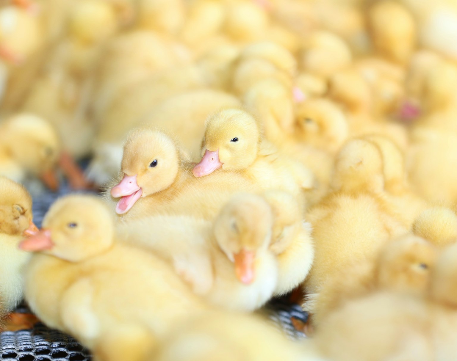Sekelompok bebek kuning berbulu saling berdekatan