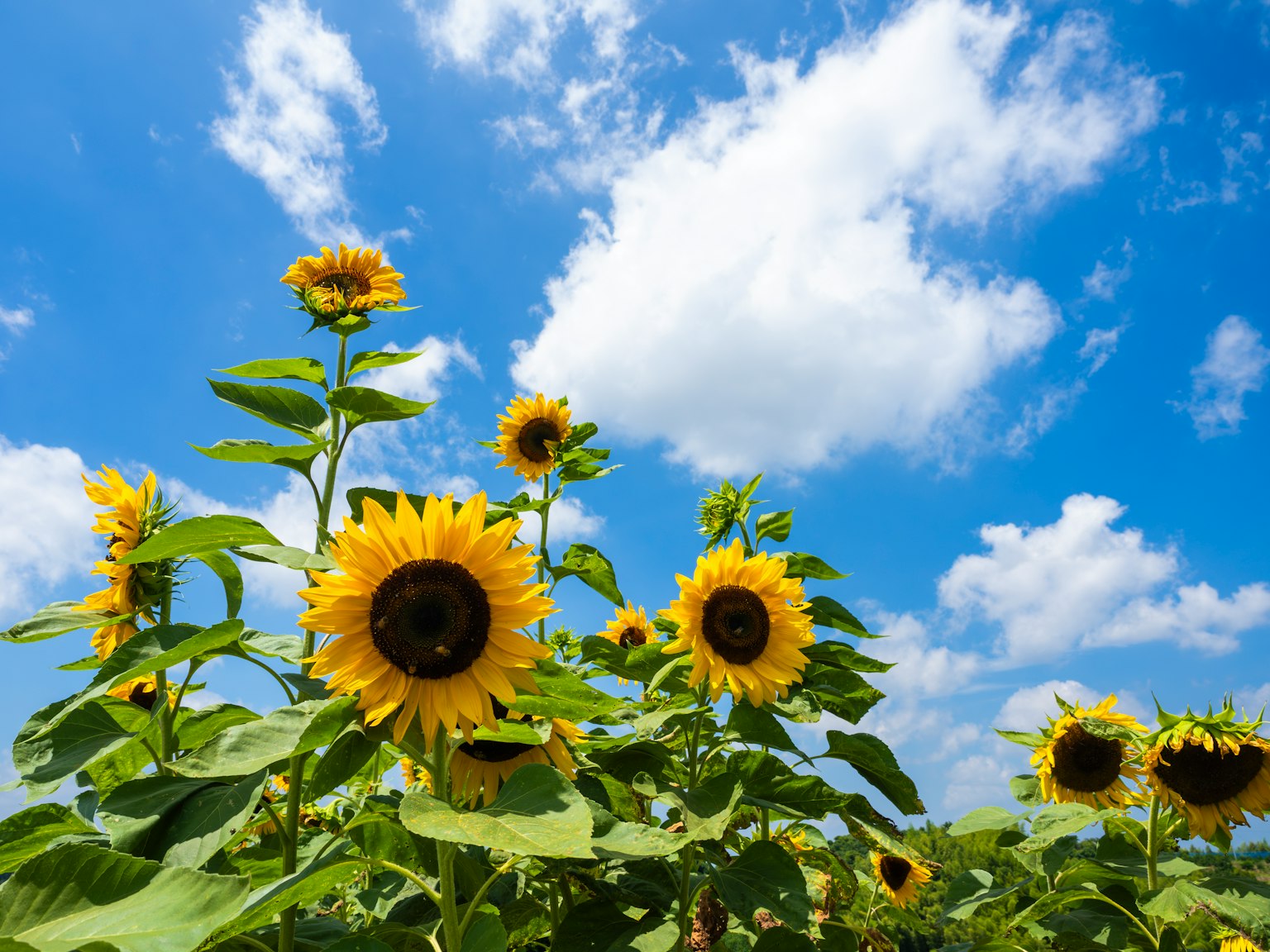 Un groupe de tournesols fleurissant sous un ciel bleu