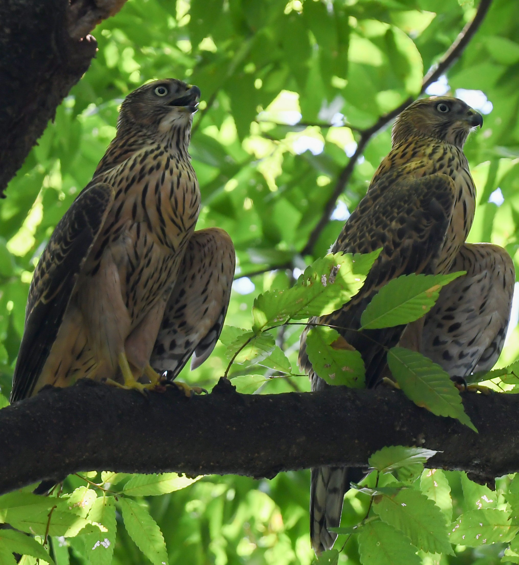 枝にとまるオオタカの幼鳥2羽
