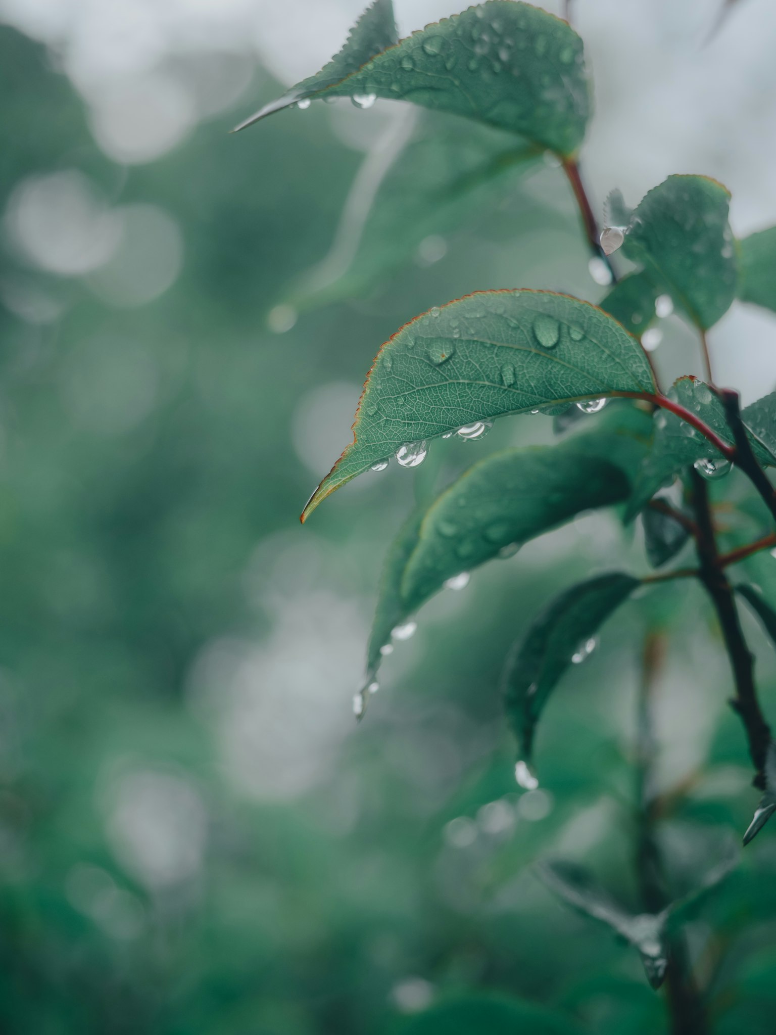 Close-up of green leaves with raindrops blurred green background