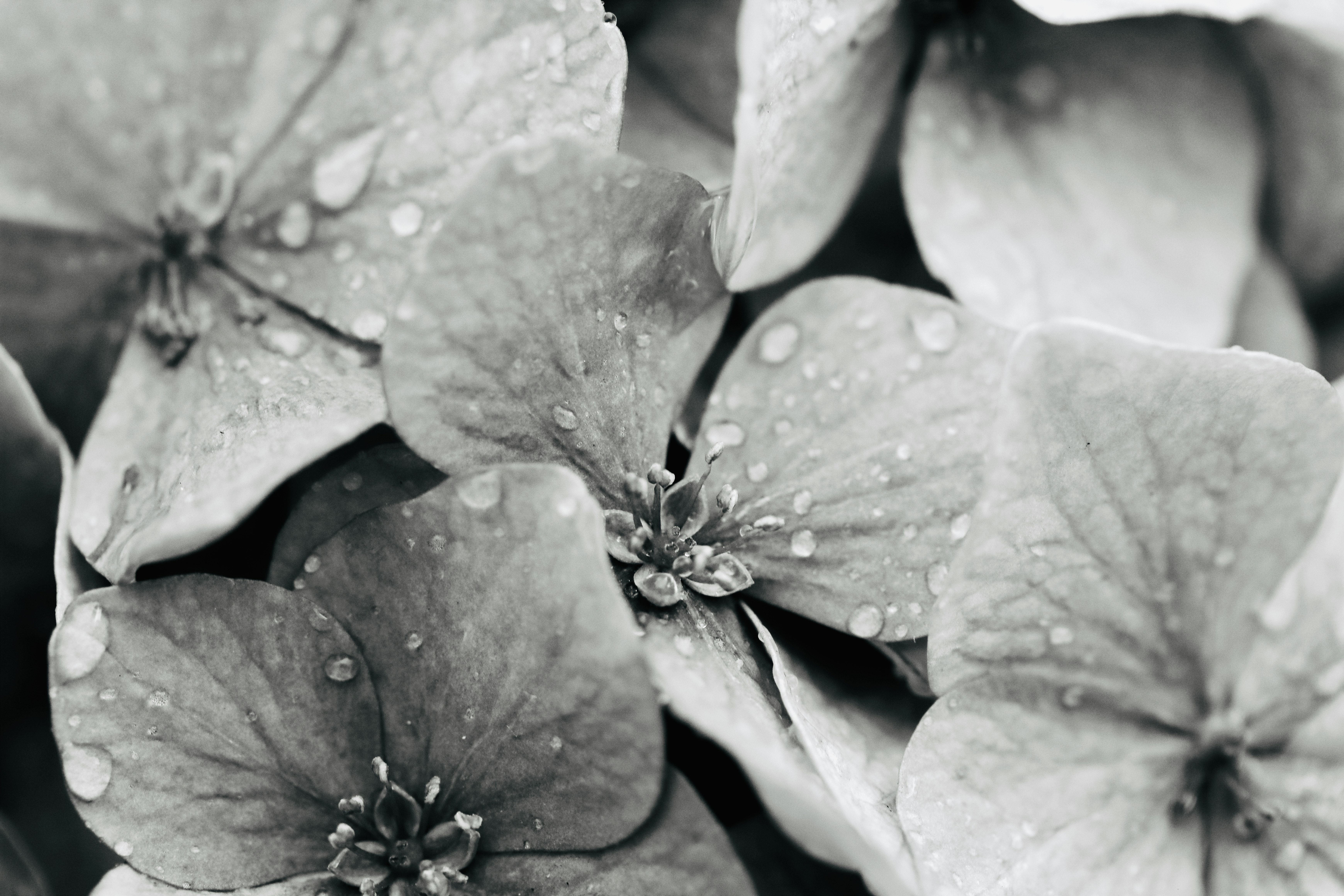 雨粒のついた紫陽花の花びらのマクロ